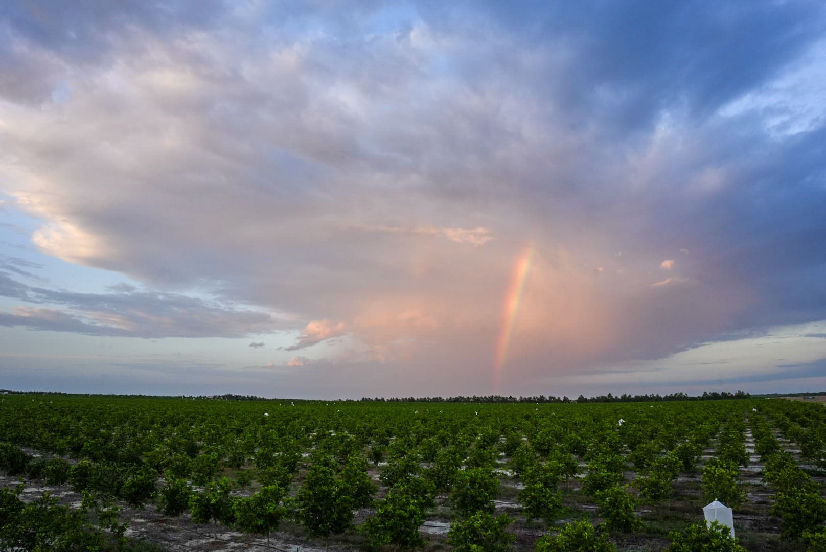 Citrus grove in Lake Placid, FL