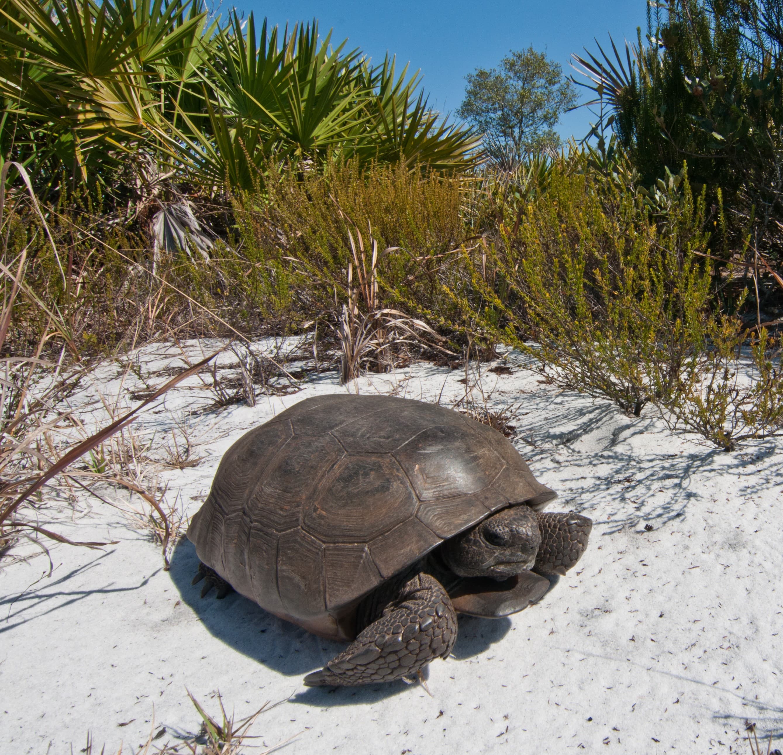 gopher tortoise kevin main