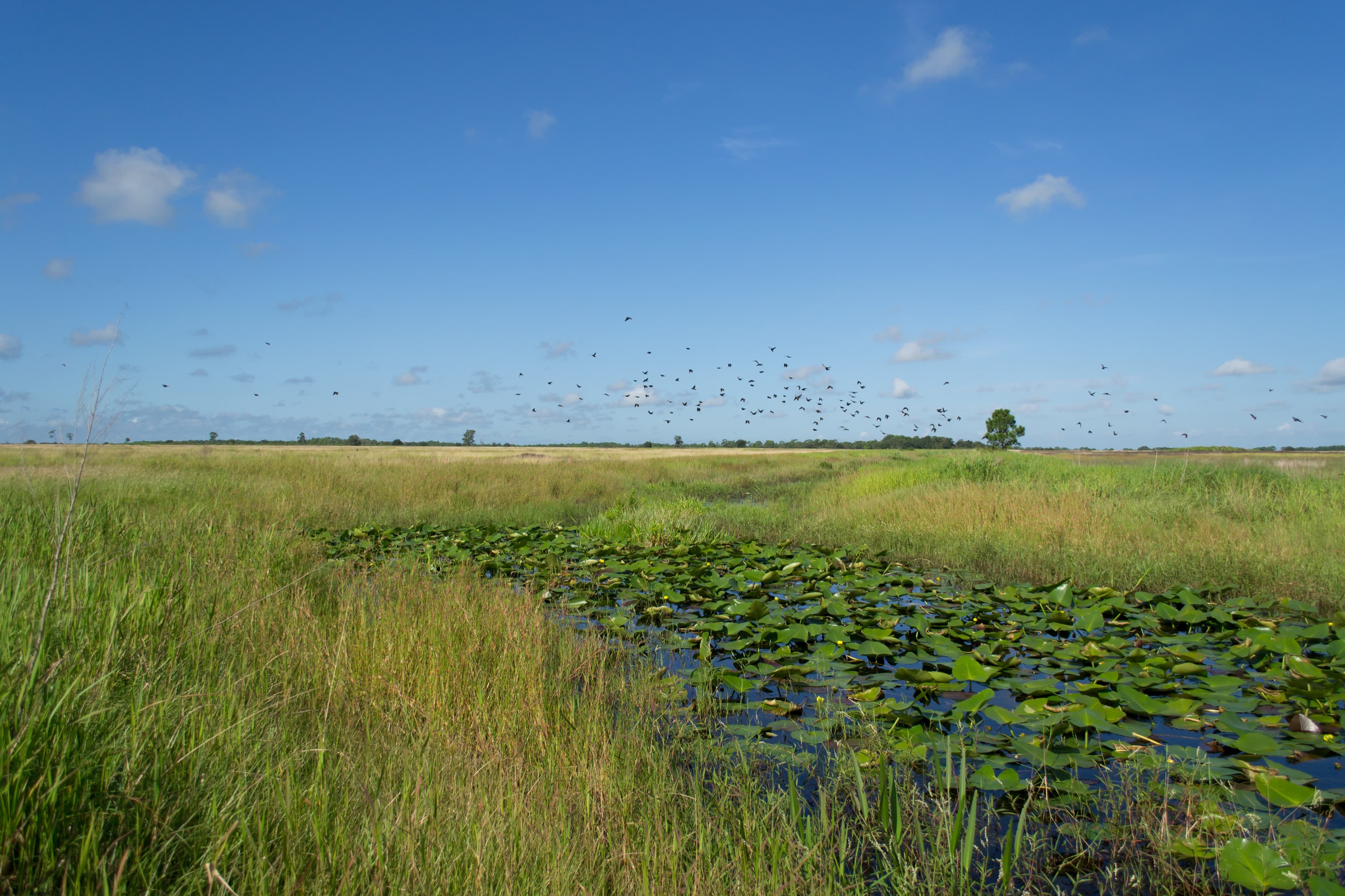 Wetland restoration