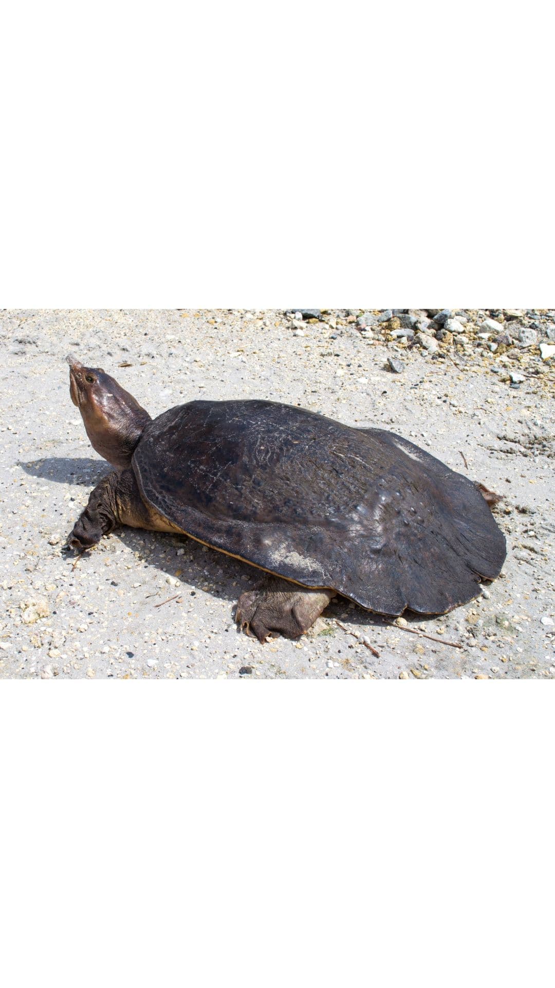 softshell turtle rebecca tucker crop