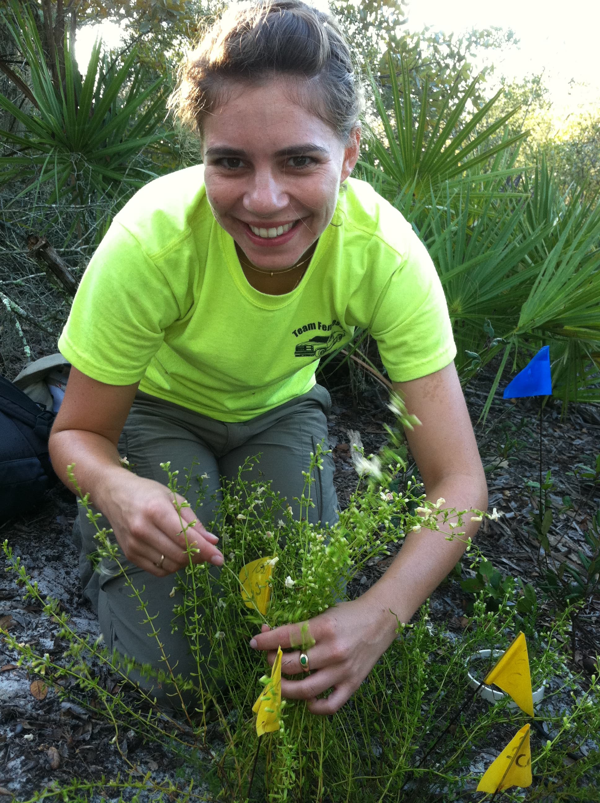 Archbold Plant Ecology Research Intern Cari Ficken counting stems during the annual demographic census. 