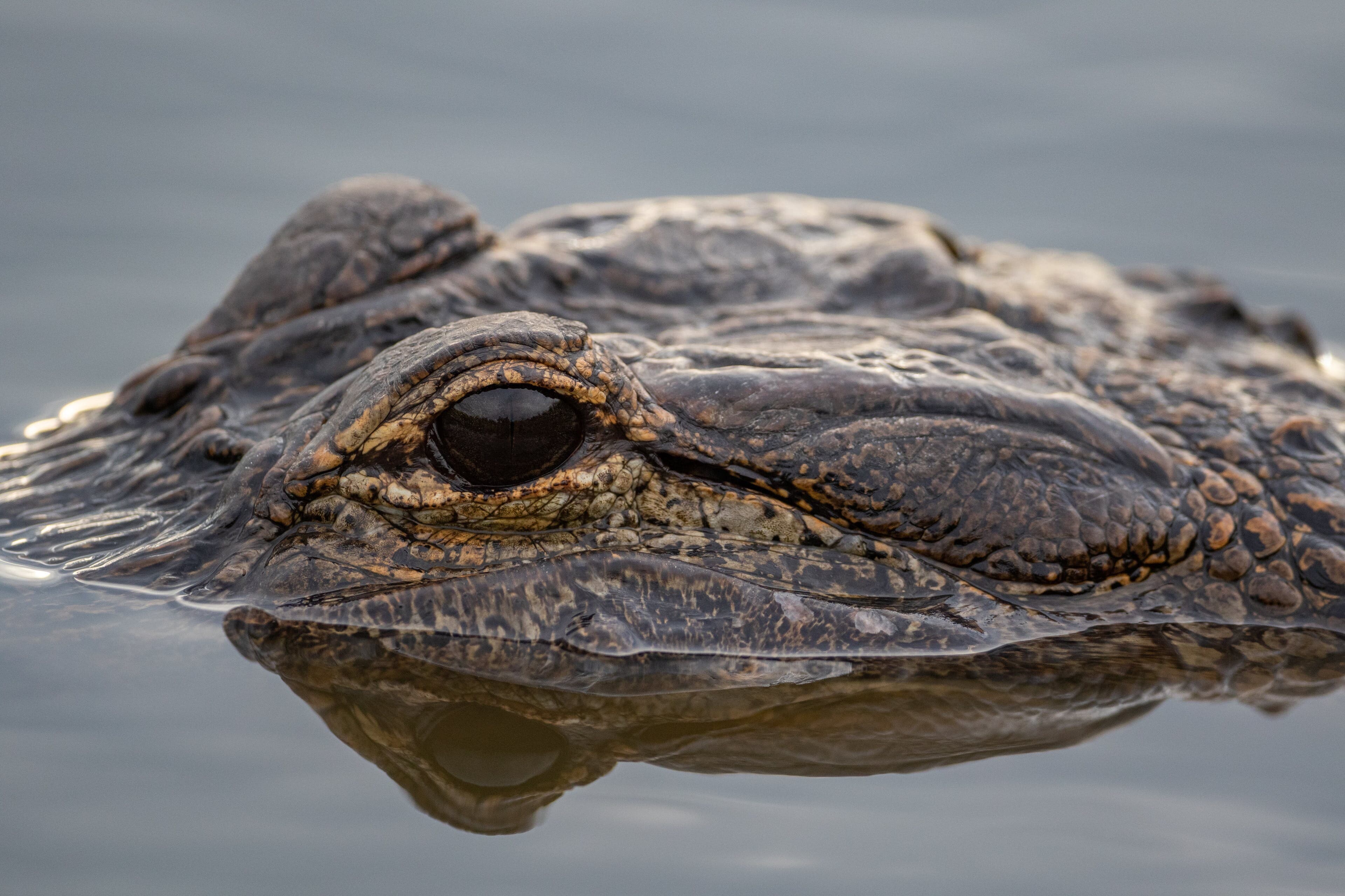 alligator on ranch HL