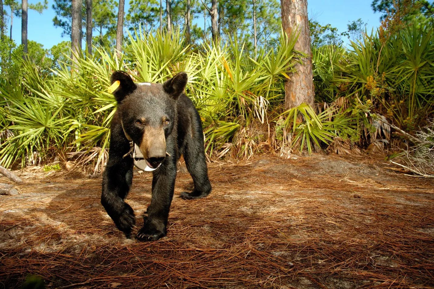 A young female bear wearing a GPS collar as part of the University of Kentucky’s telemetry study, and known to researchers as F011, approaches a remote camera trap overlooking a buggy trail through a stand of pine flatwoods. Researchers deployed GPS collars with programmable breakaway devices which allow the collars to detach automatically on a desired date. Highlands County, Florida