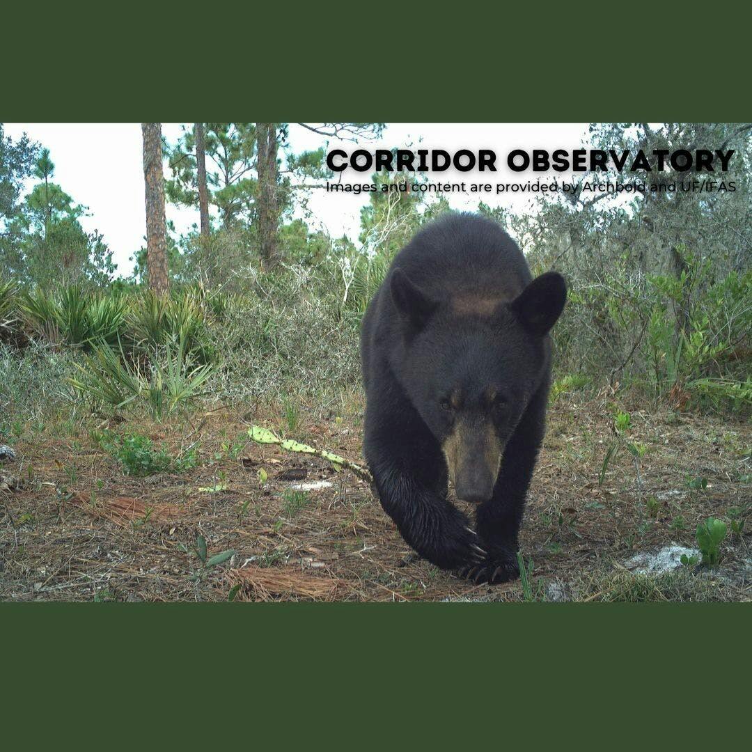 The black bear subpopulation of Highlands and Glades counties is among the smallest of Florida's eight subpopulations, with fewer than 150 individuals. 