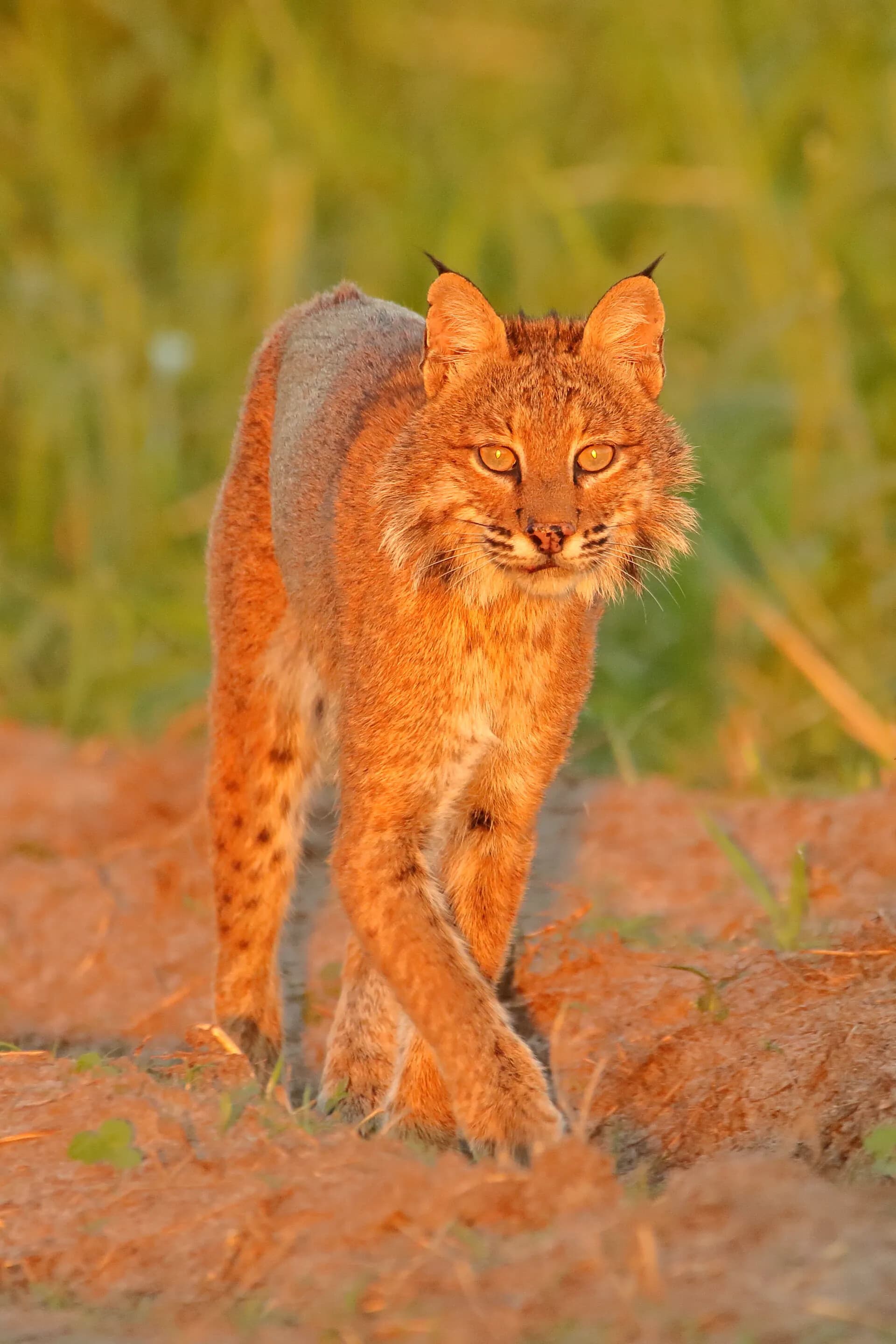 bobcat on ranch HL