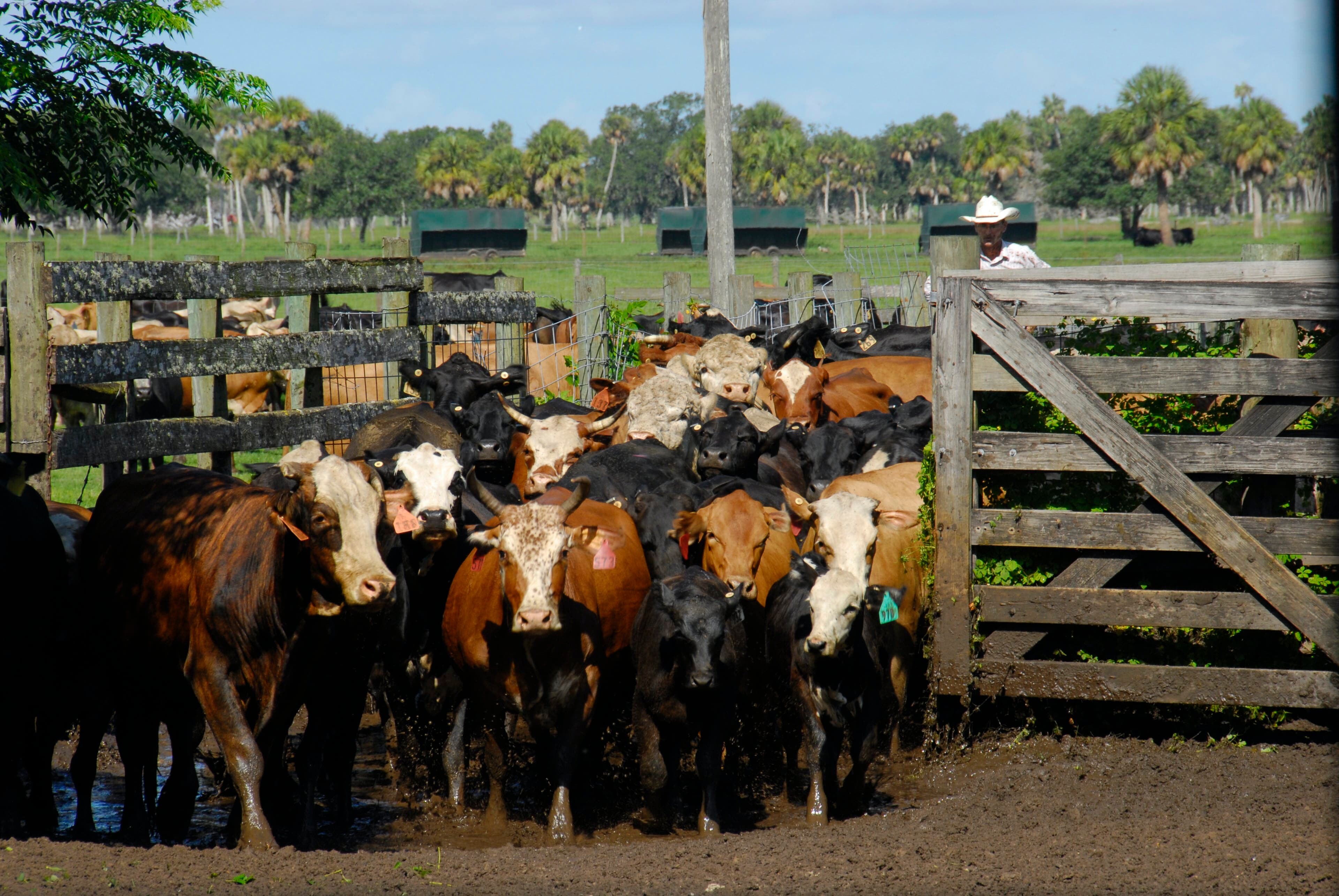 Buck Island Ranch