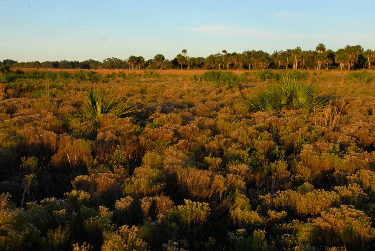 Semi-native Pasture