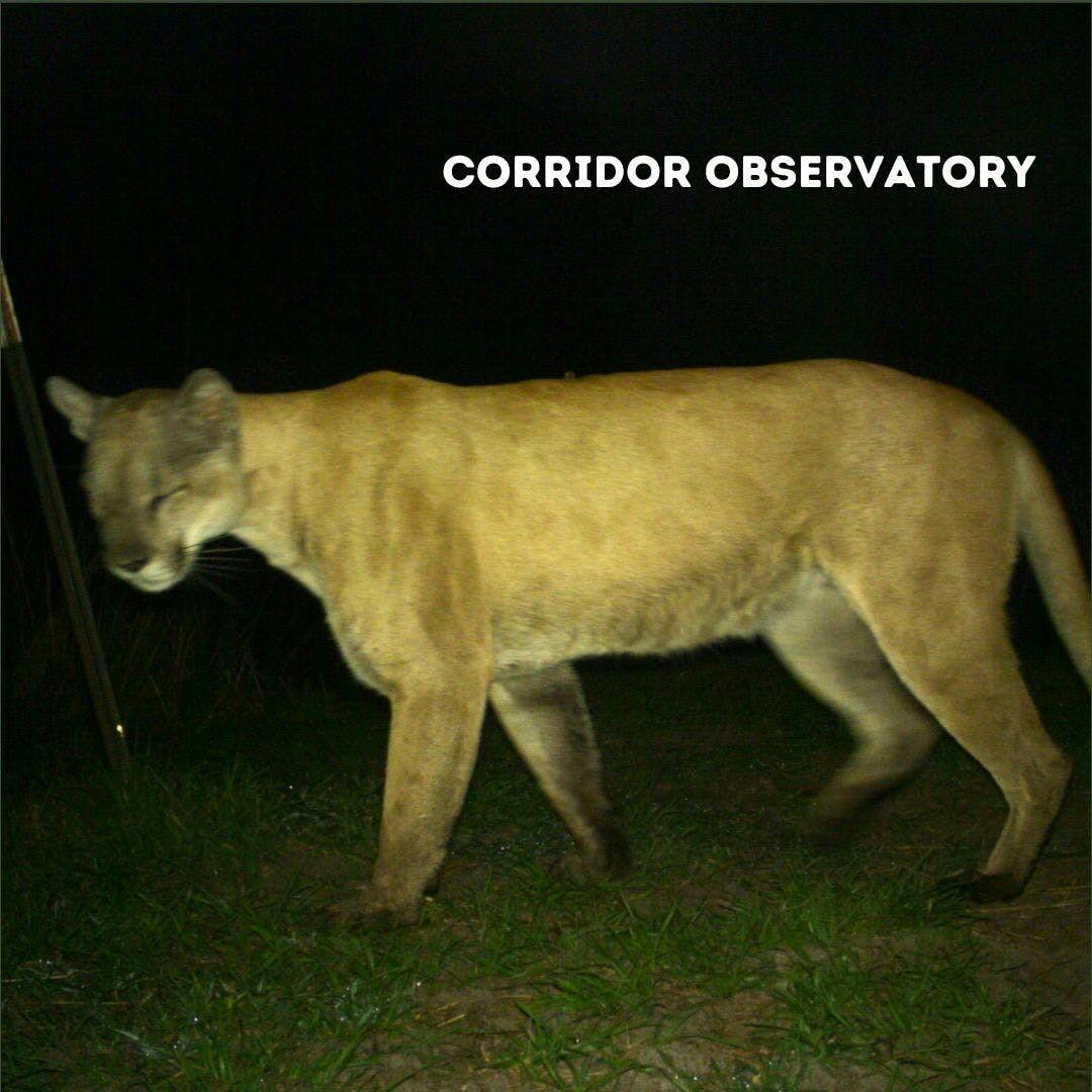 cor obs panther cropped
