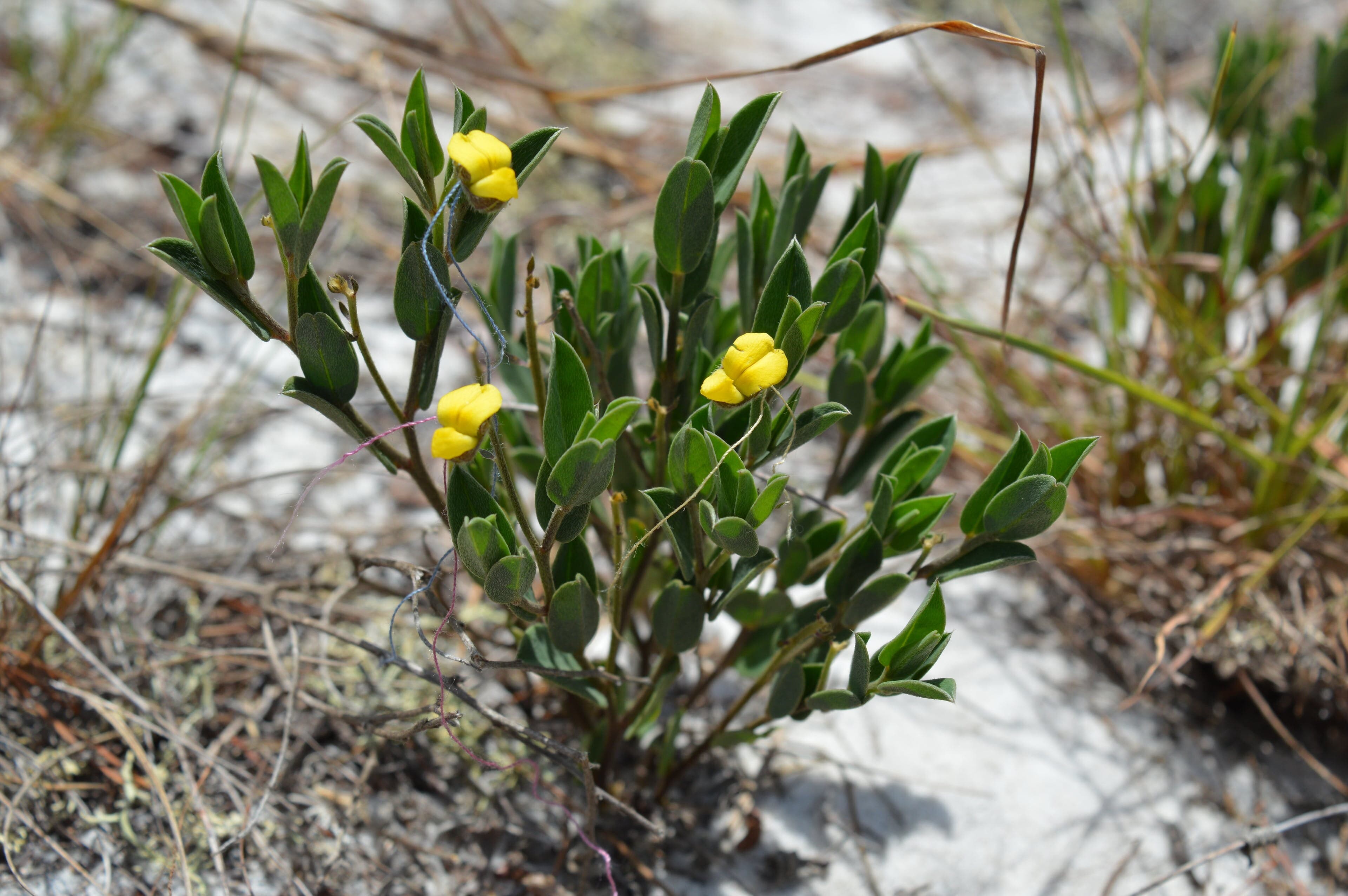 Saving the rarest of all the Lake Wales Ridge’s rare plants