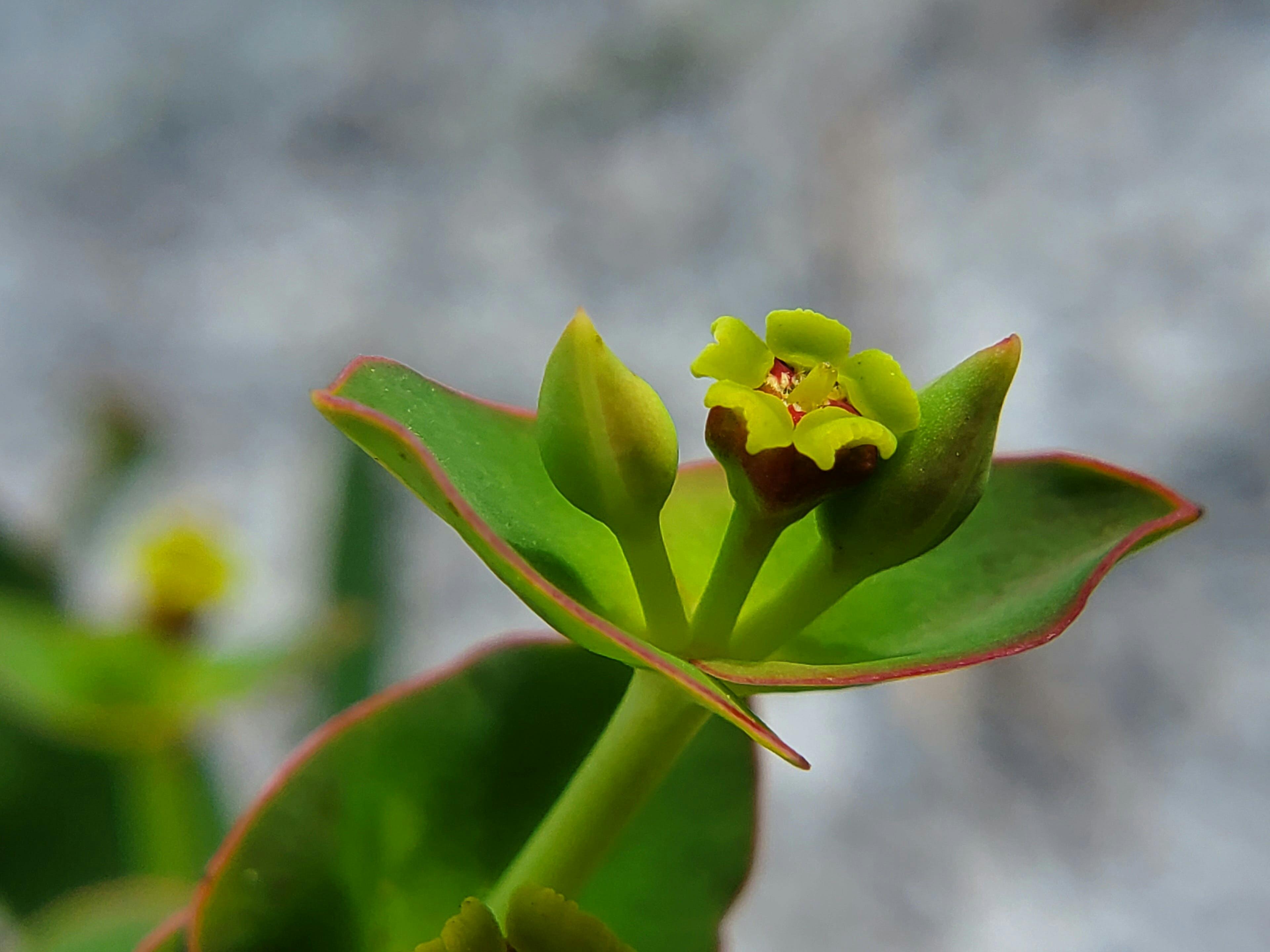 Female flower of the Scrub Spurge (Euphorbia rosescens), a state-listed endemic species that the Plant Ecology has monitored for over two decades. Photo Credit: Christine Sit