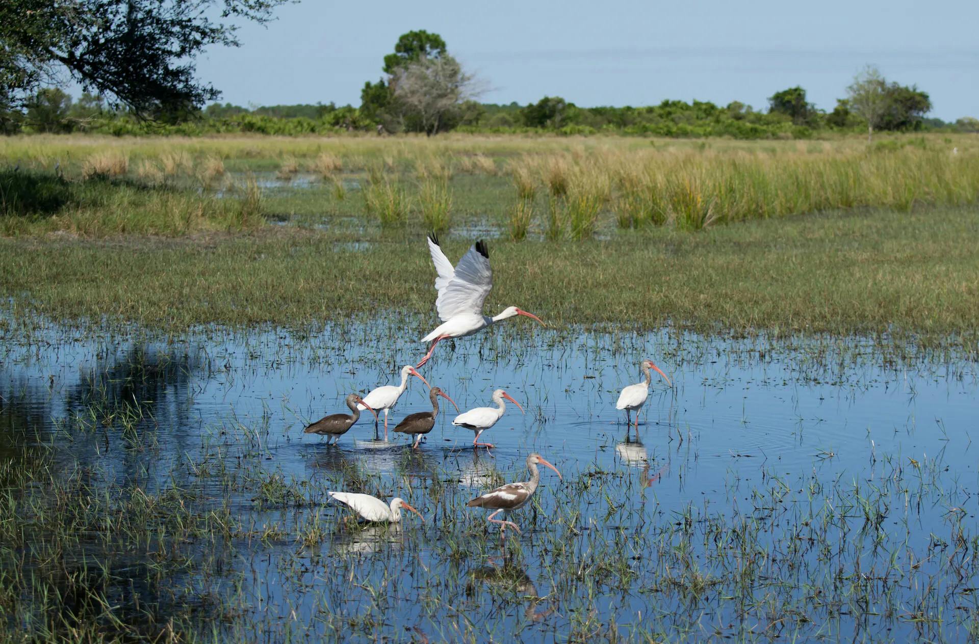 Wetland Restoration Outcomes
