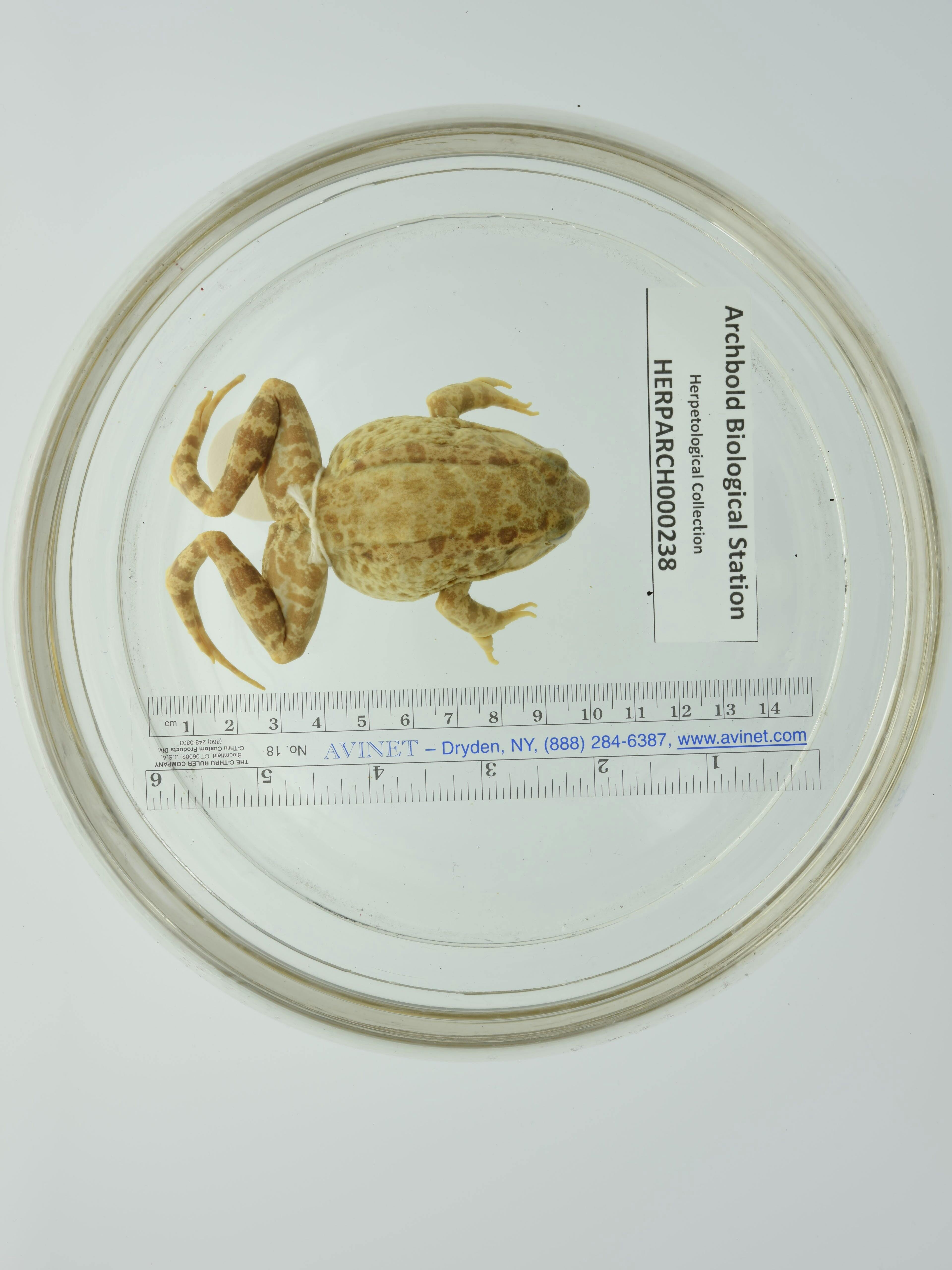 gopher frog herptile collection