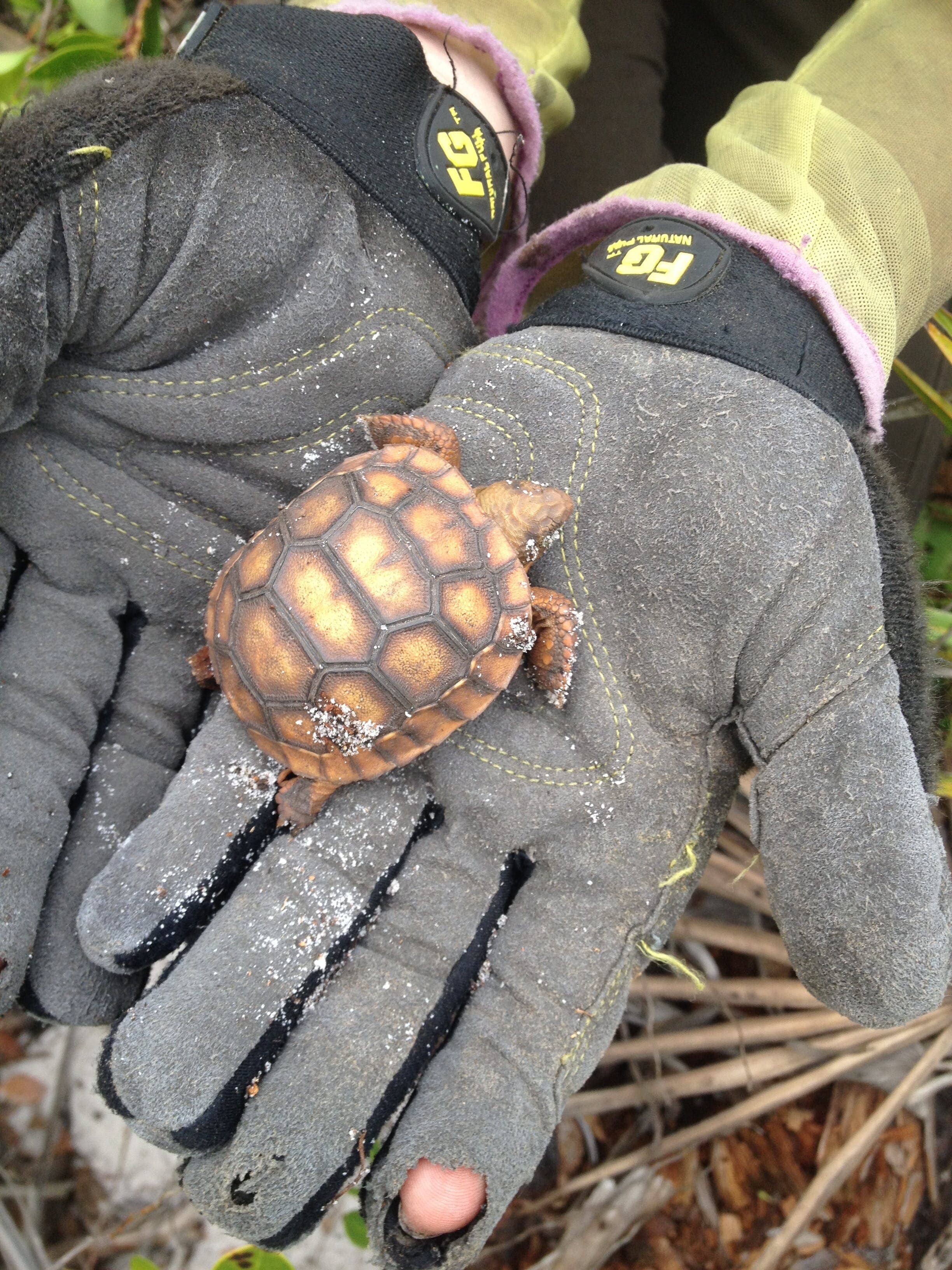 Hatchling tortoise