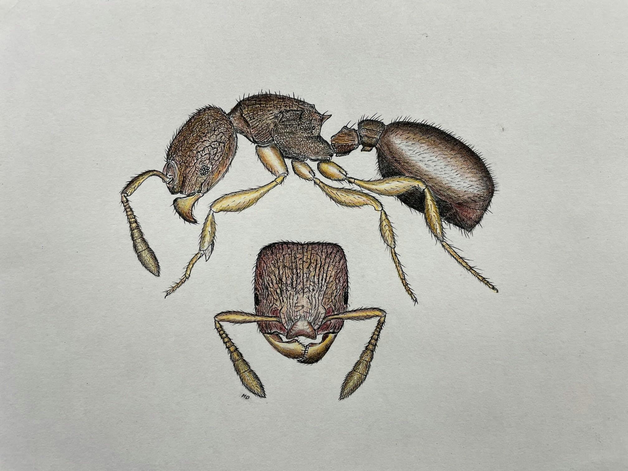 deyrup ant drawing