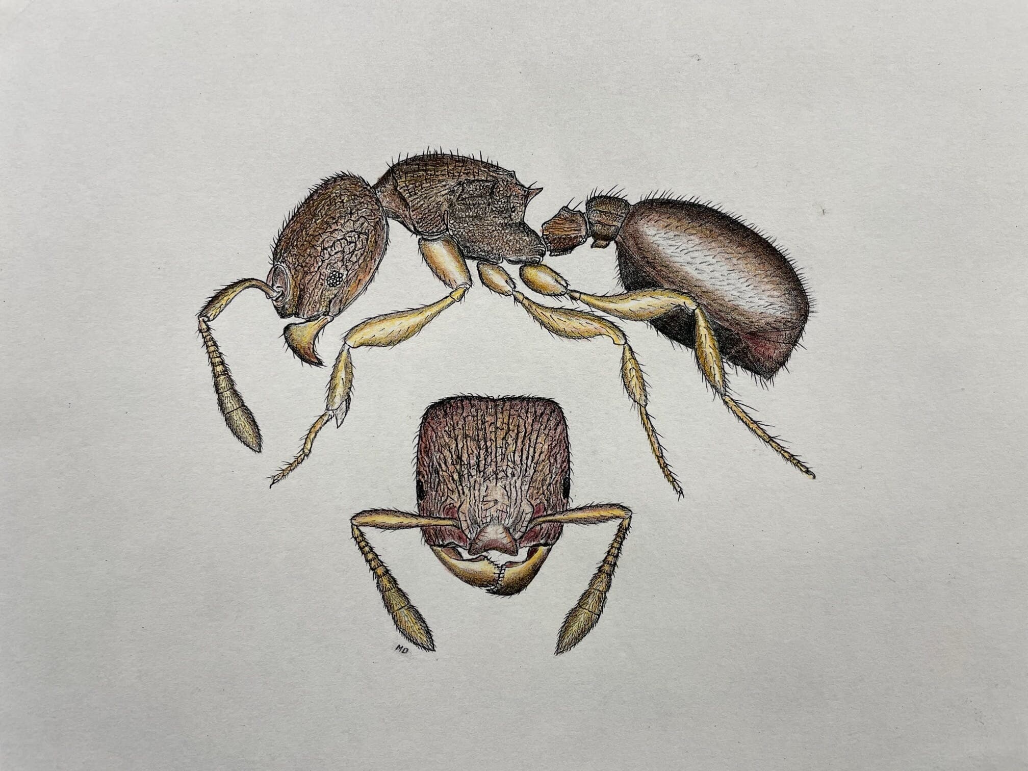 deyrup ant drawing