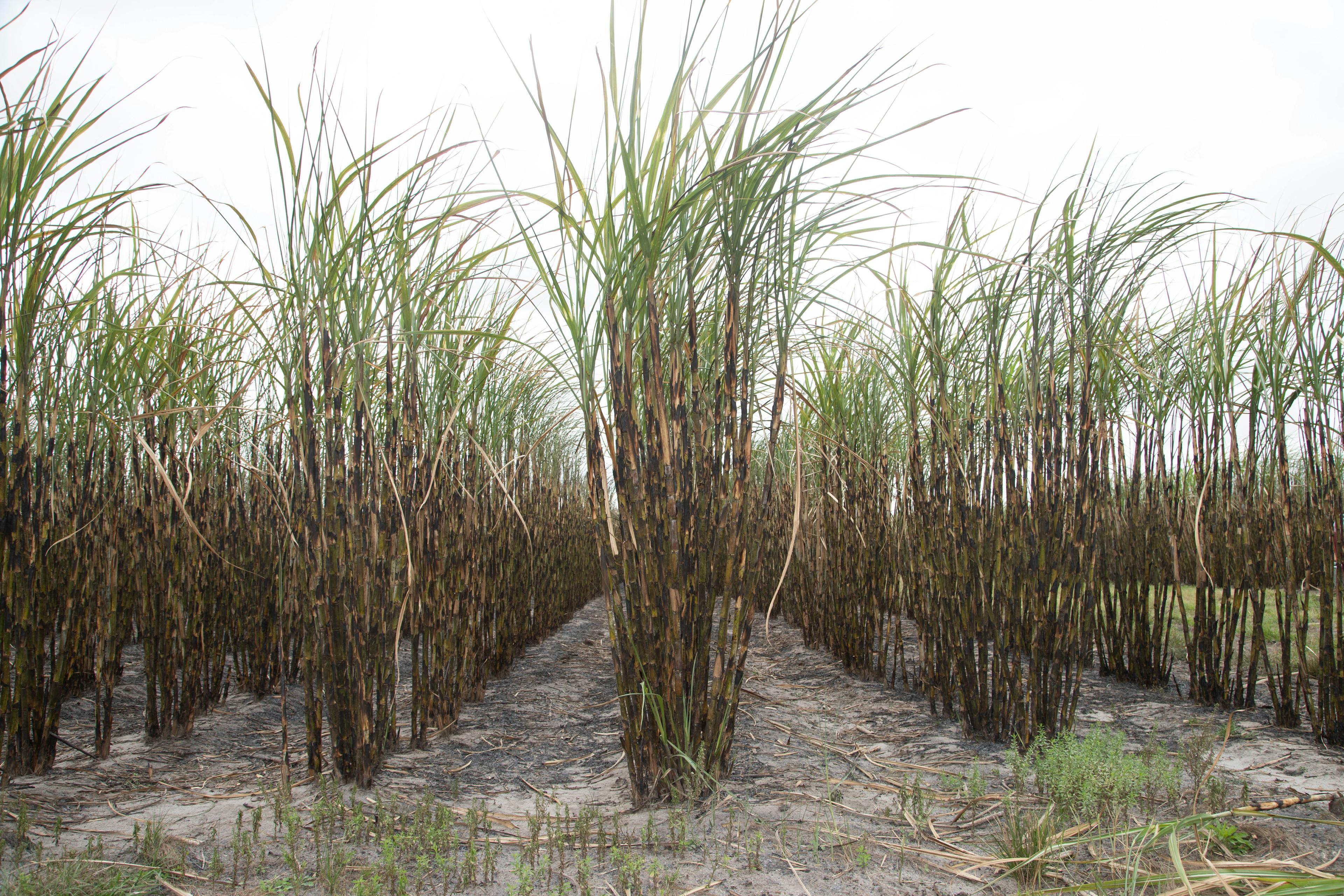 Sugarcane for bioenergy