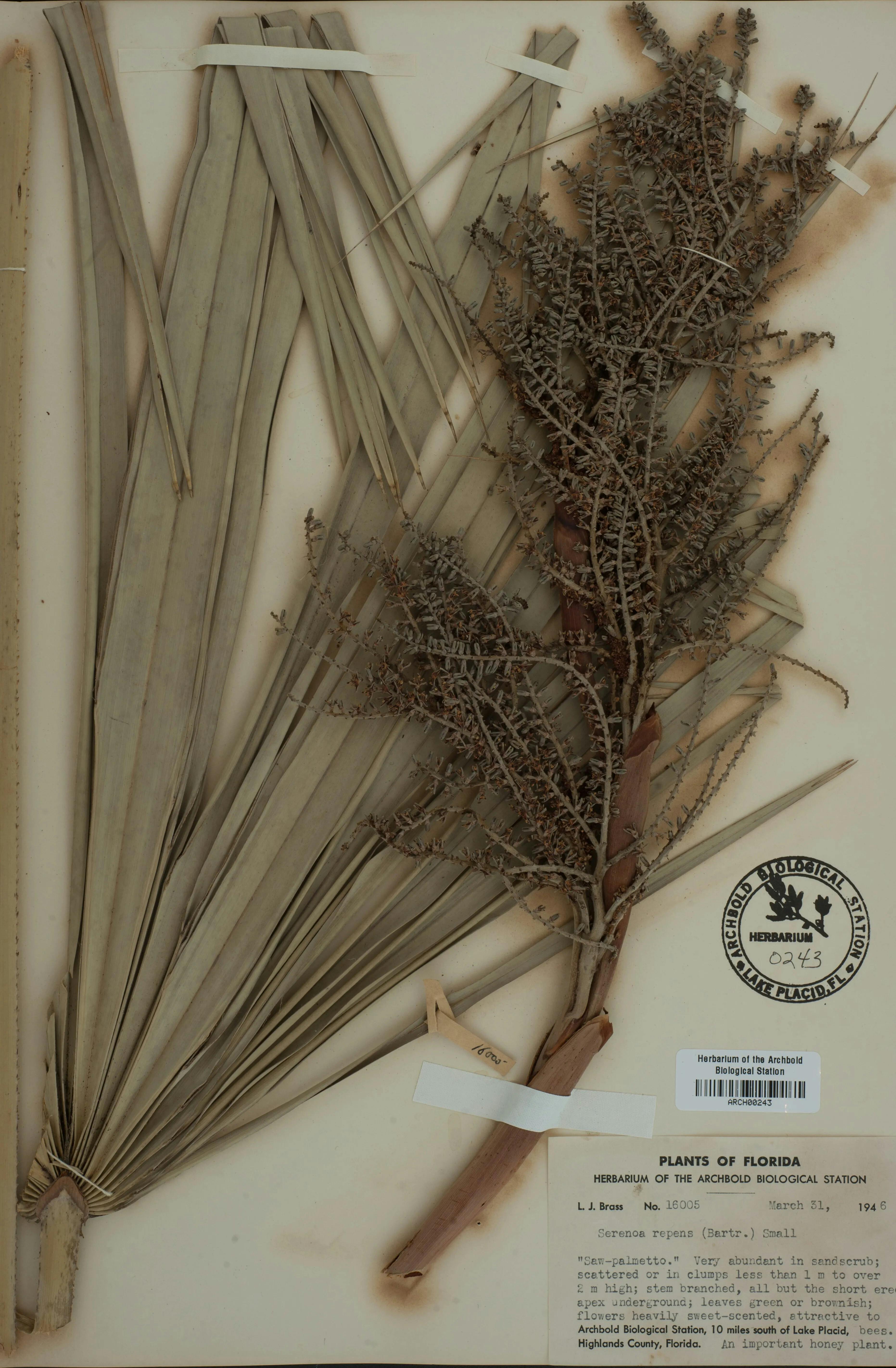 saw palmetto herbarium specimen