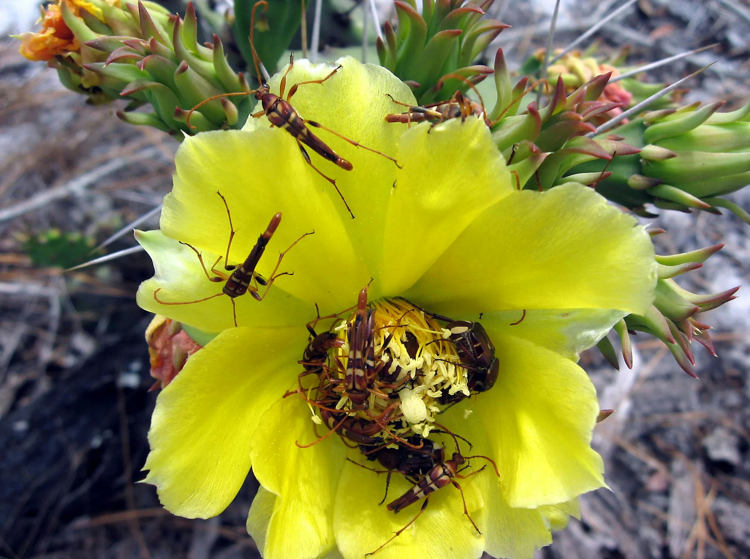 cactus flower covered with beetles cropped