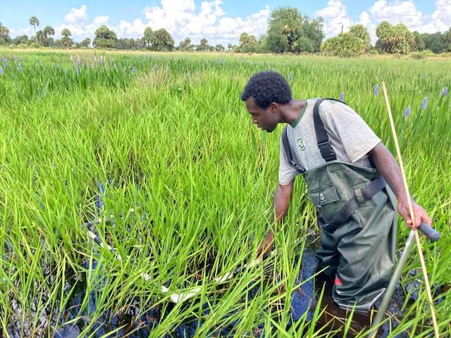 akiem in field