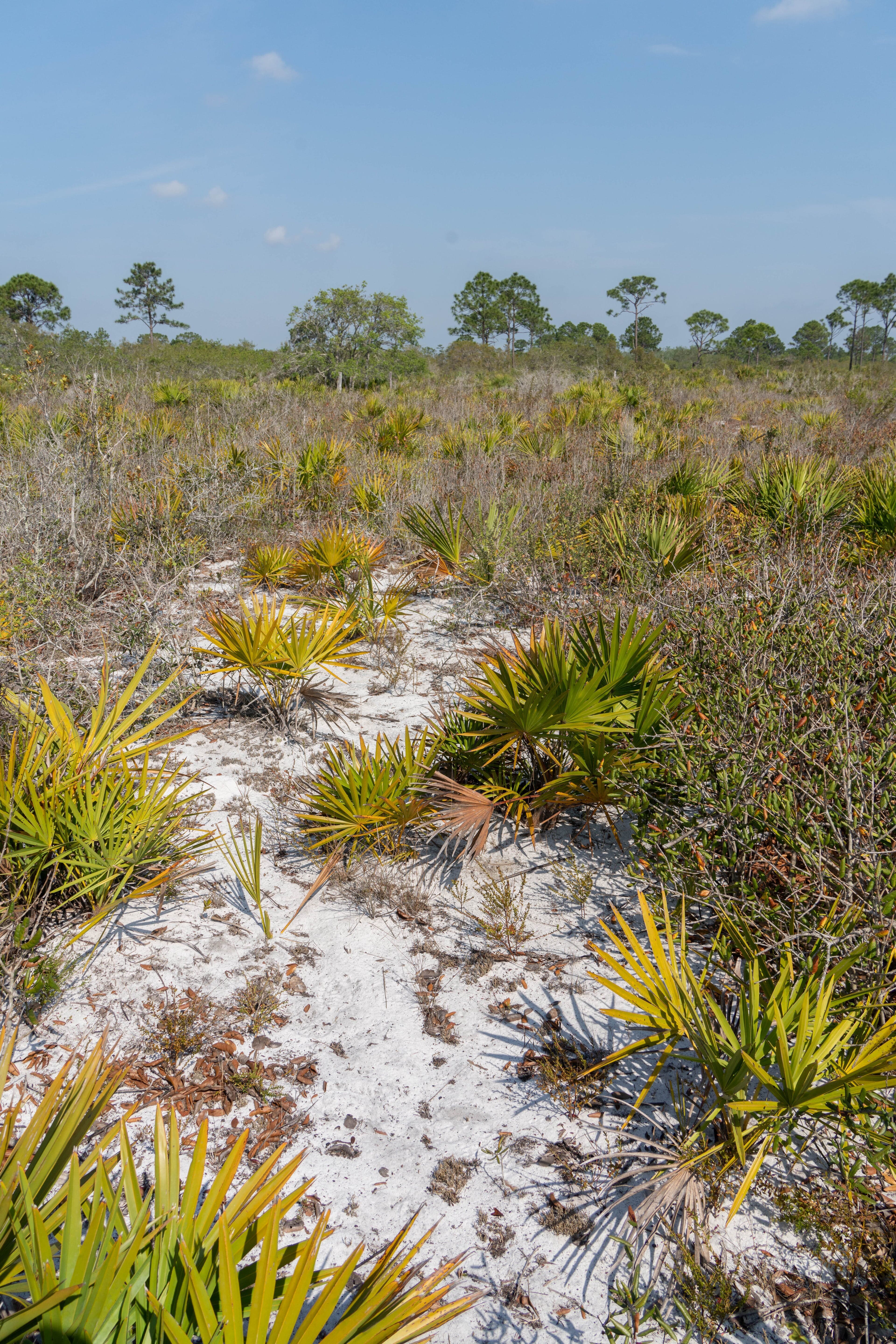 scrubby flatwoods