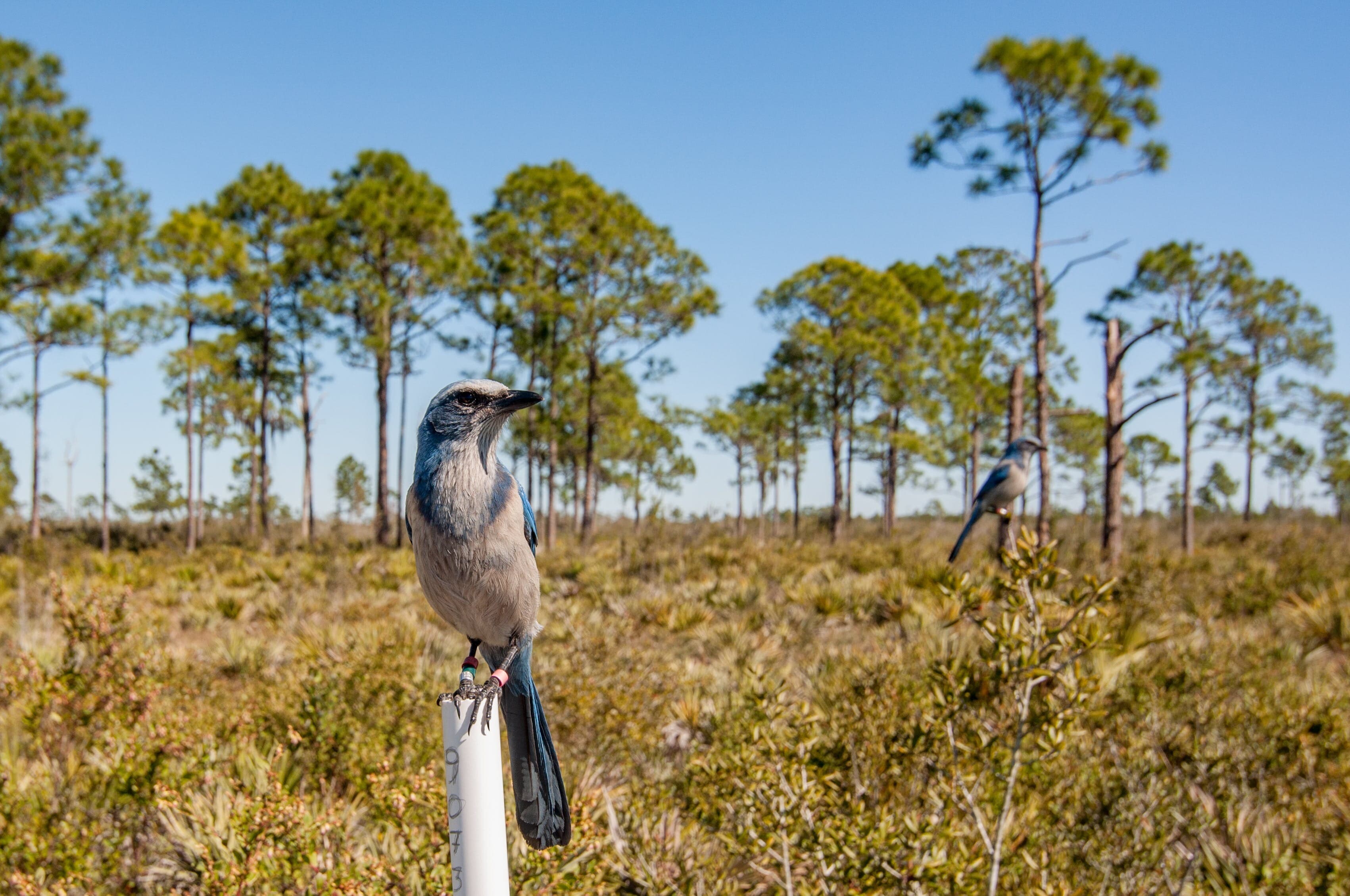 Long-term Florida Scrub-Jay Project