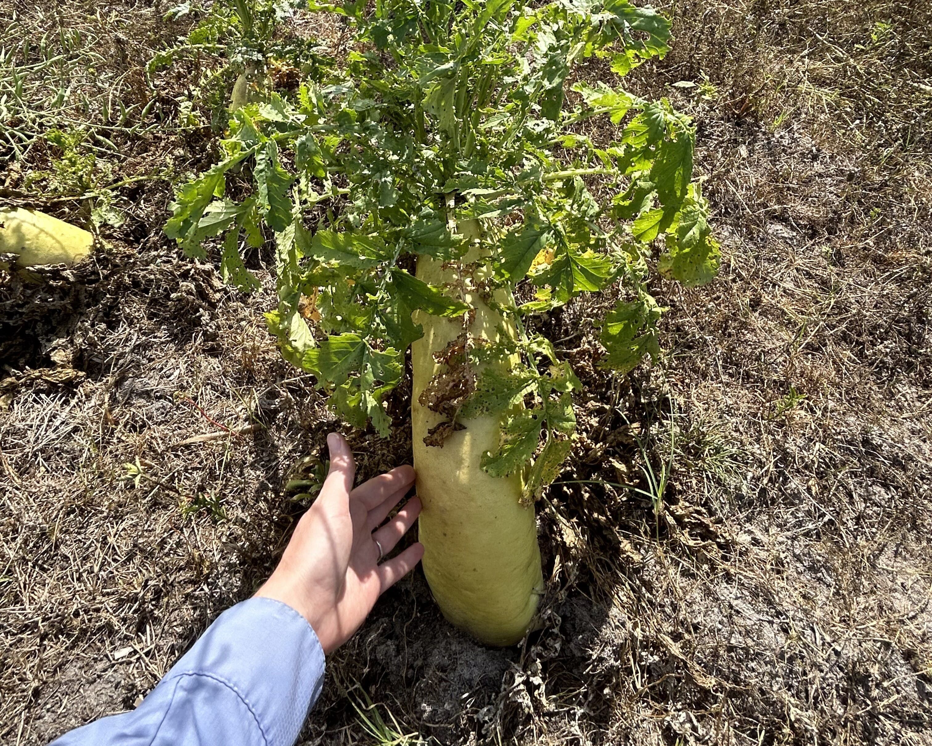 radish seeding photo agroecology