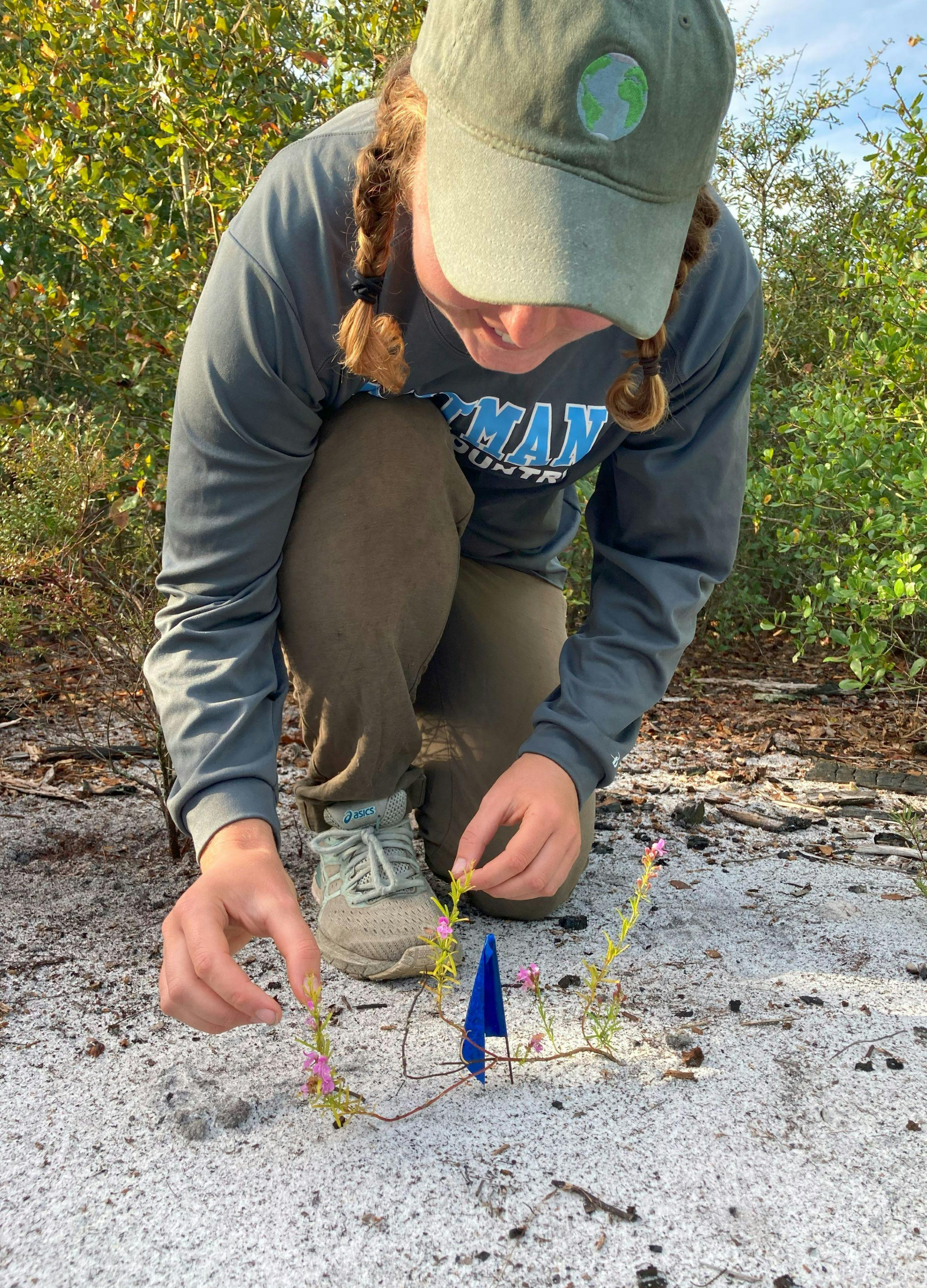 Former Vaughn-Jordan Plant Ecology Research Intern Ella Segal inspects a transplanted Titusville Mint. 