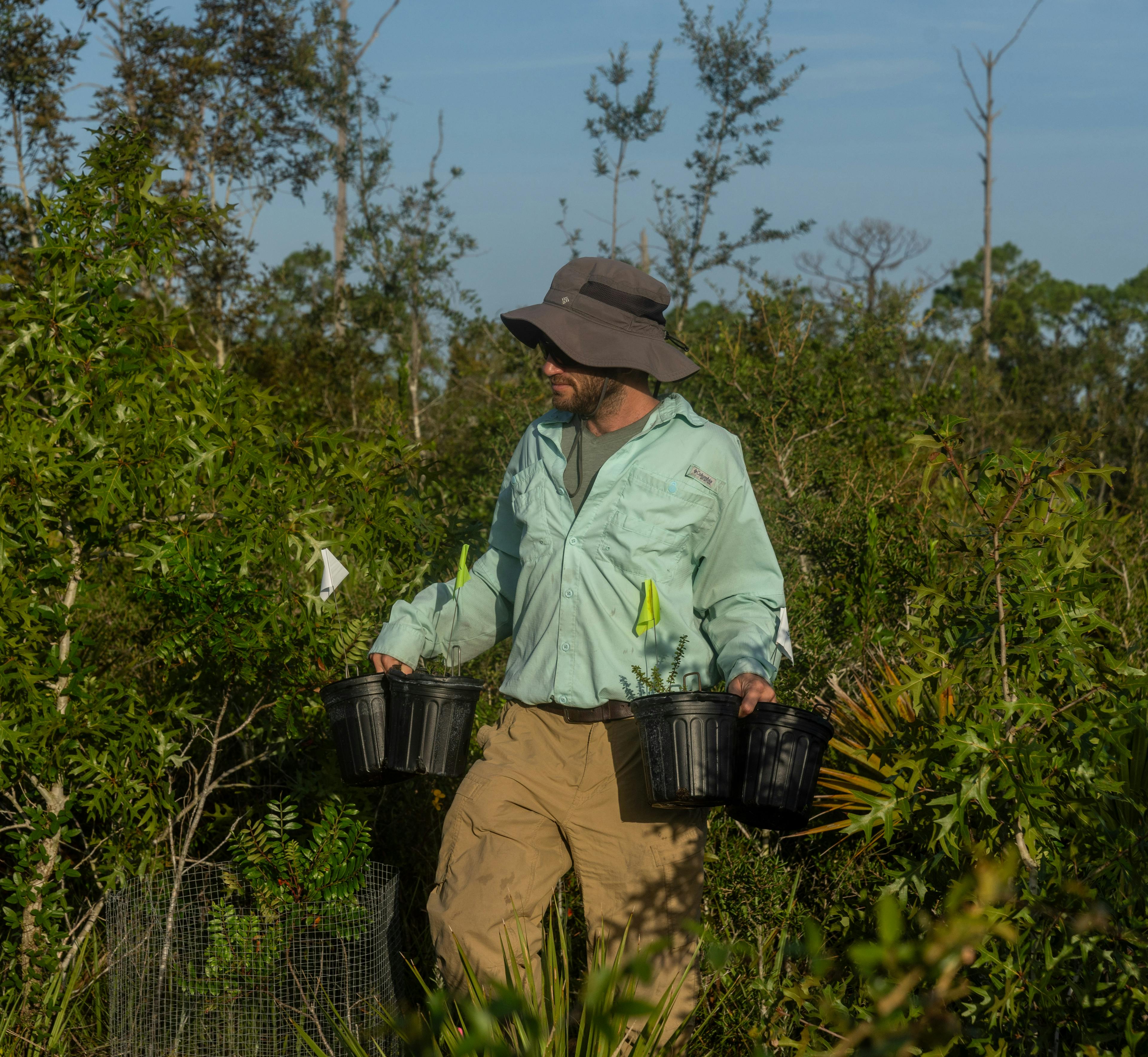Dr. Aaron David, Archbold Plant Ecology Program Director, carries potted Florida Ziziphus plants to their new home as part of a recent introduction.