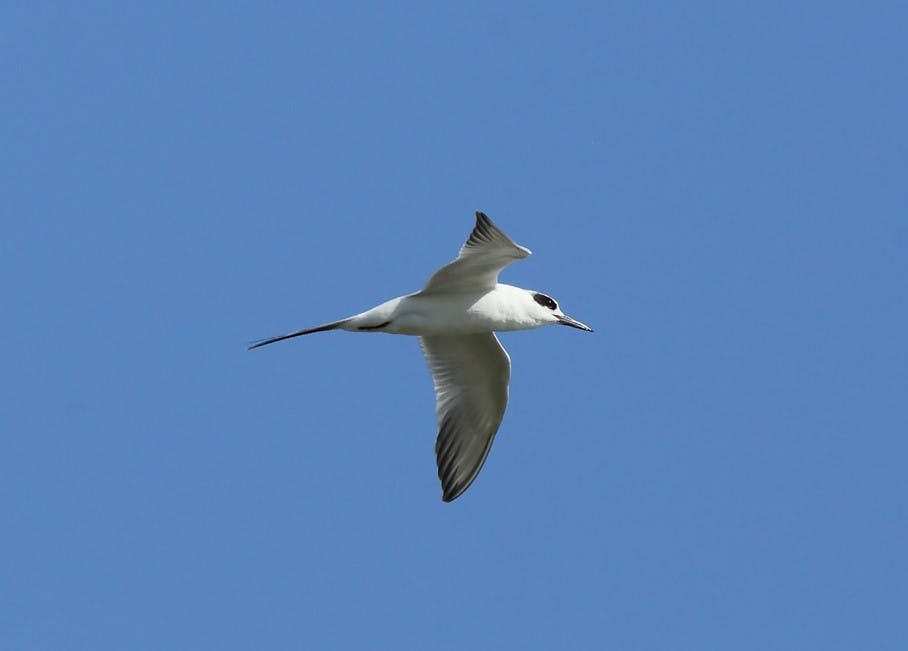 gull-billed tern by patrick blake week 283
