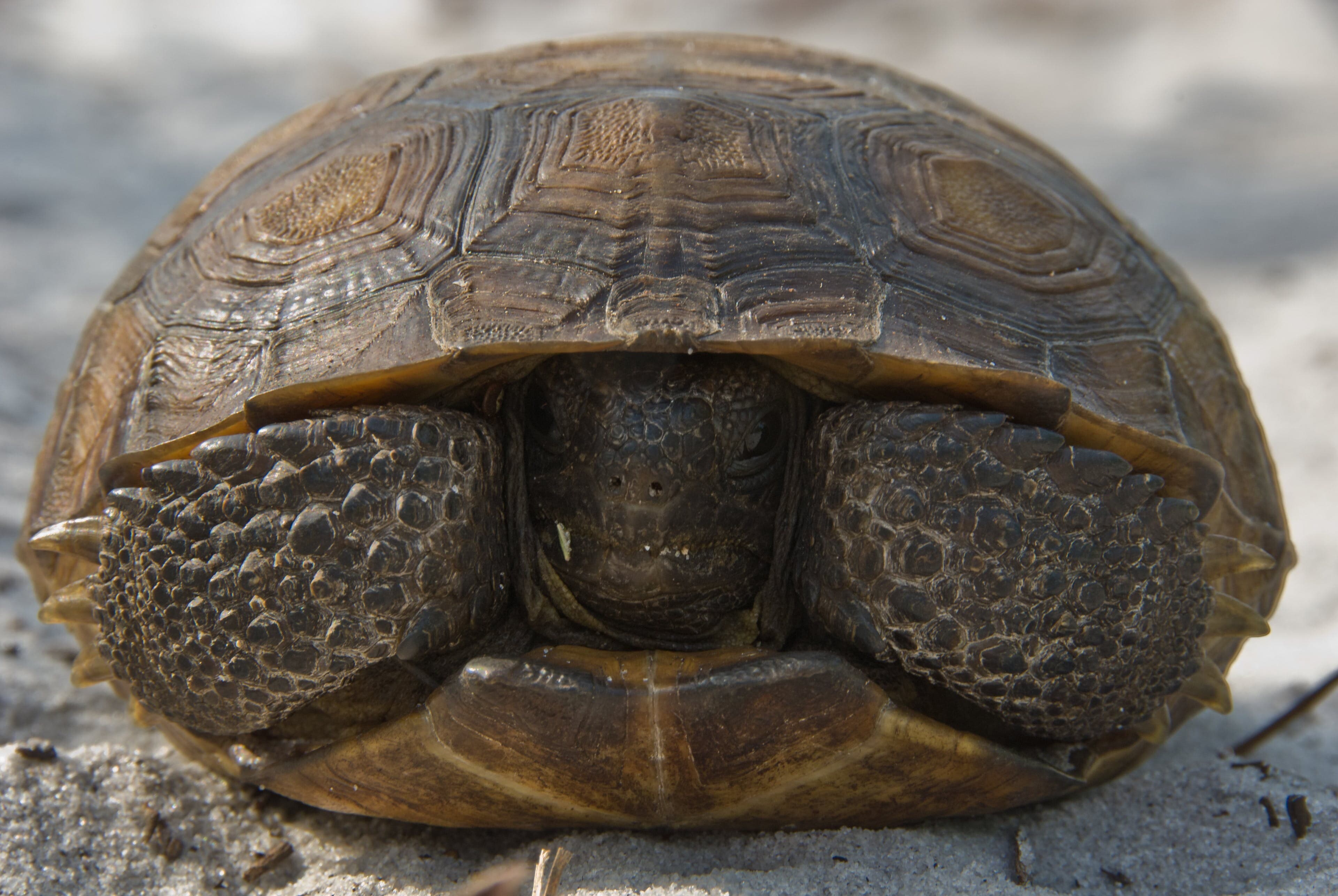 tortoise