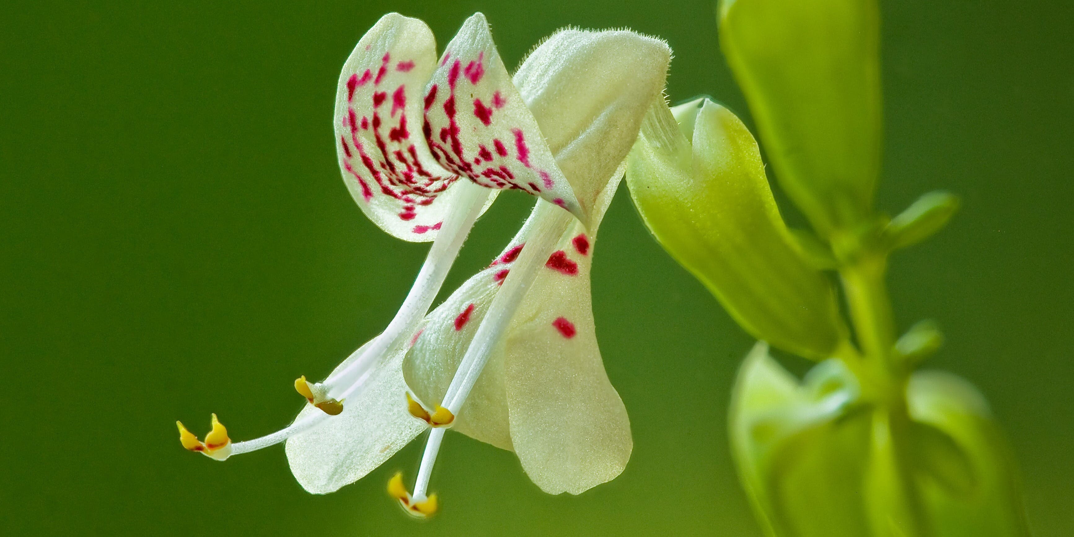 dicerandra christmanni by reed bowman wide cropped