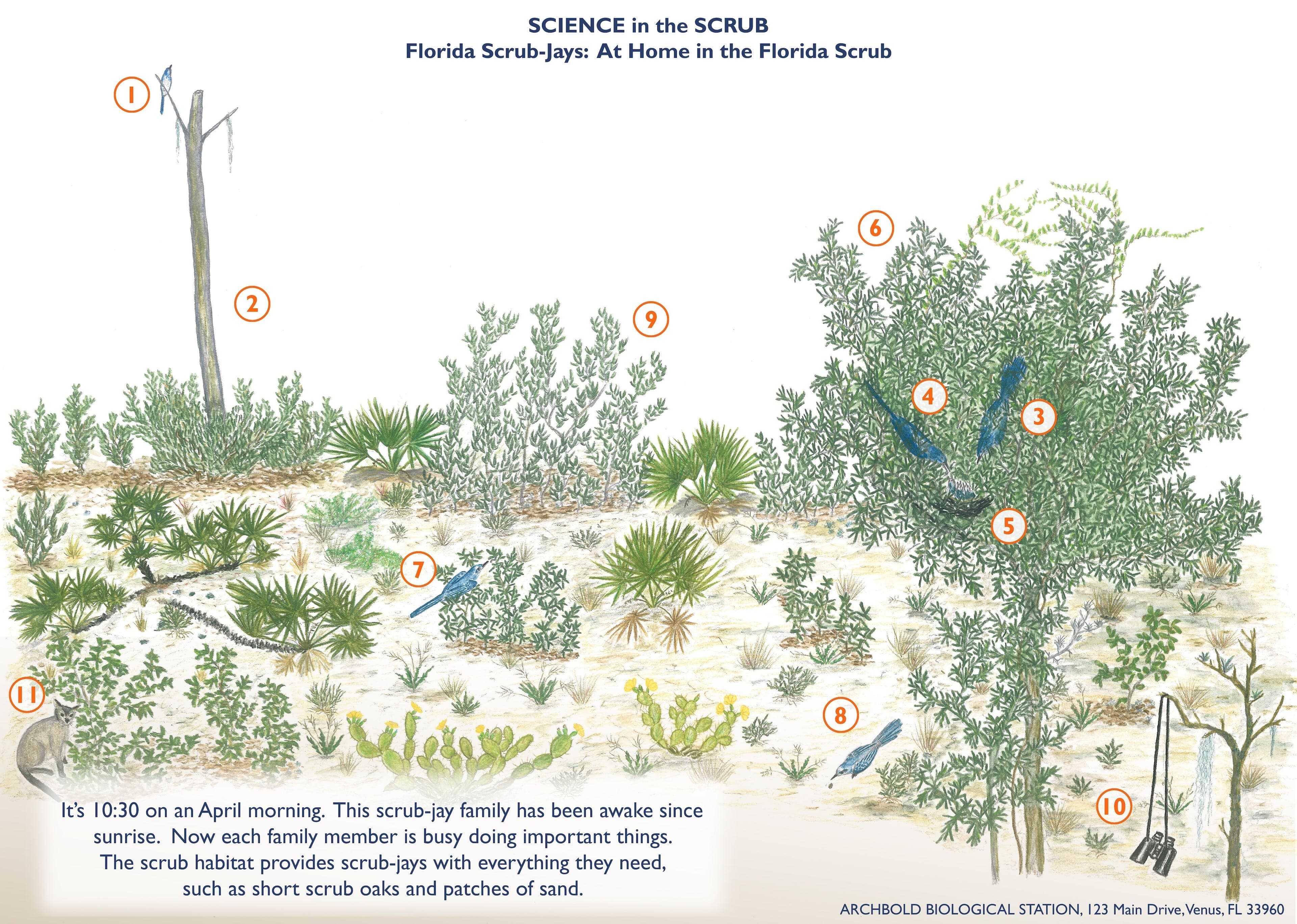 At Home in the Florida Scrub