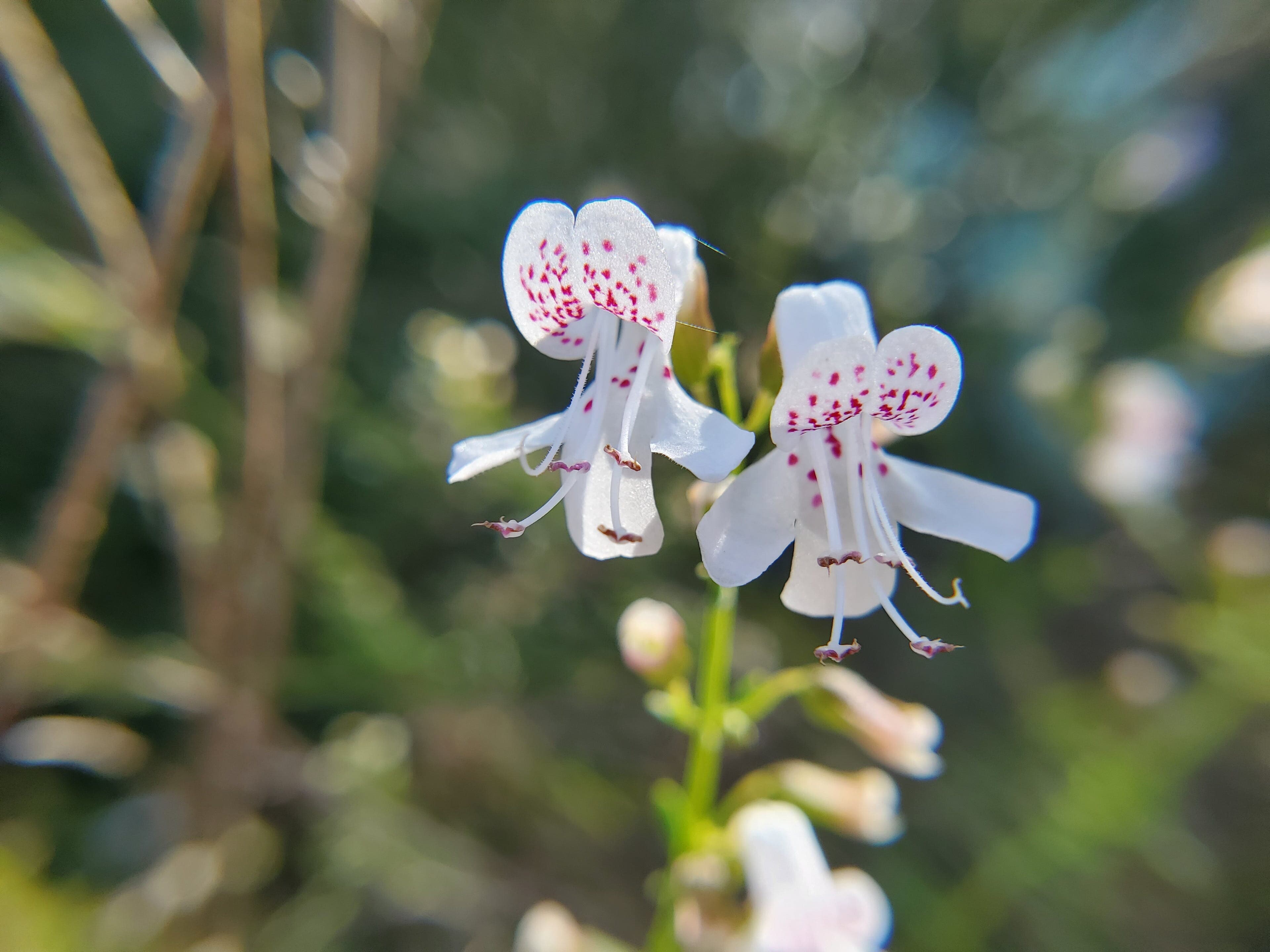 Scrub balm (Dicerandra frutescens), a federally-endangered mint found at Archbold Biological Station. Photo Credit: Christine Sit