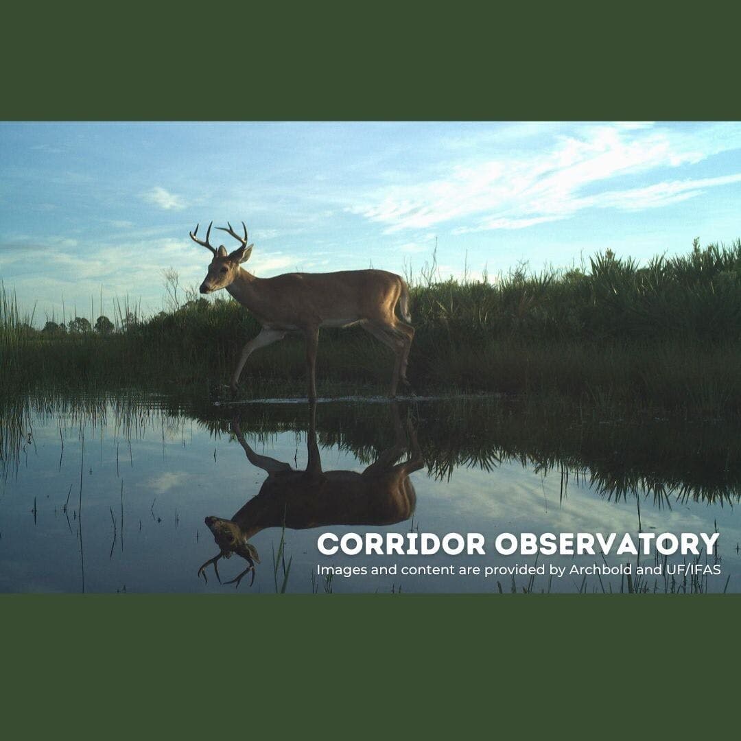 The white-tailed deer commonly found throughout Florida is an important prey species for the Florida panther.