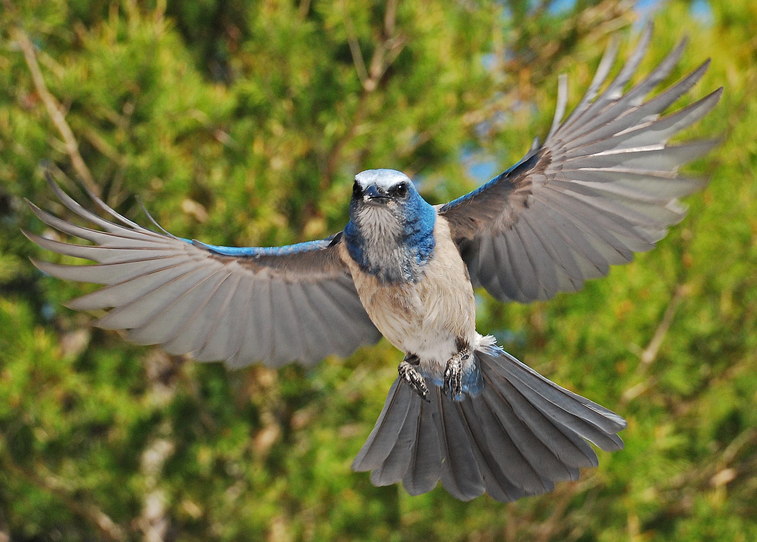 Florida Scrub-Jay in flight