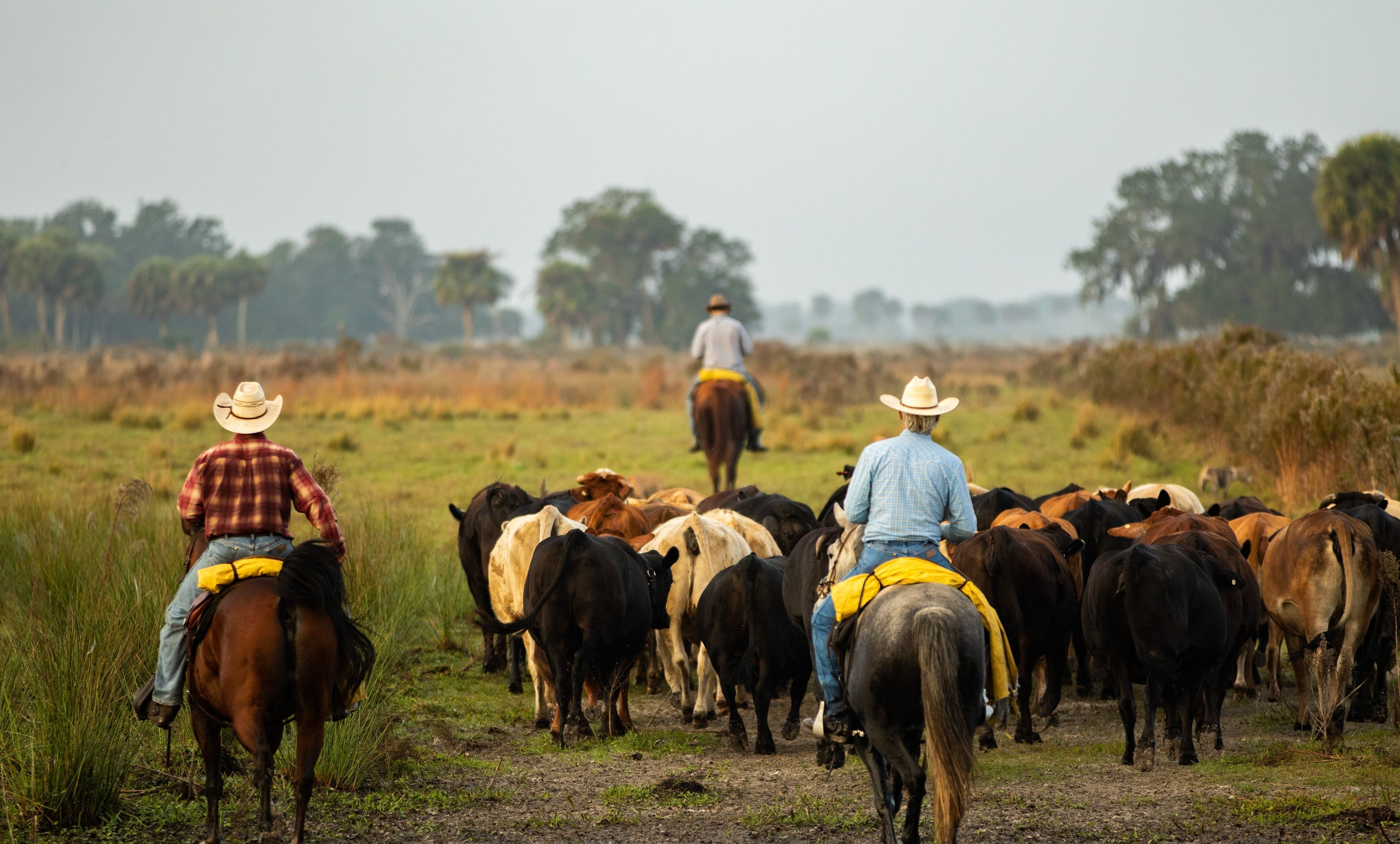 cattle drive ranch HL