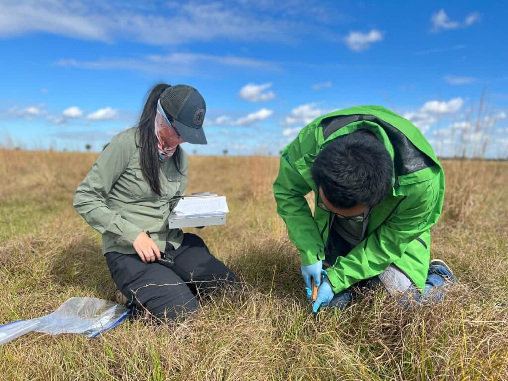 Jiangxiao Qiu and Yuxi Guo taking samples on grassland at the Archbold property