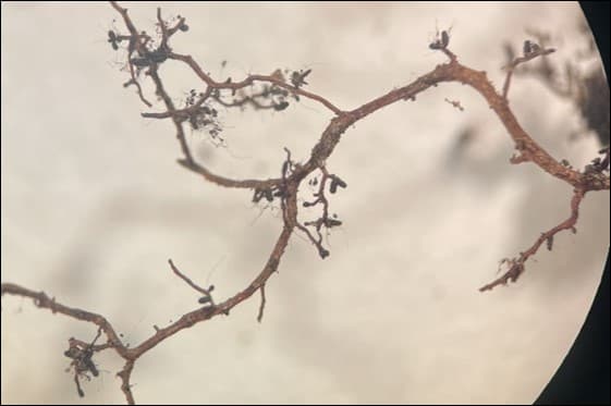 Mother Nature’s Little Helpers