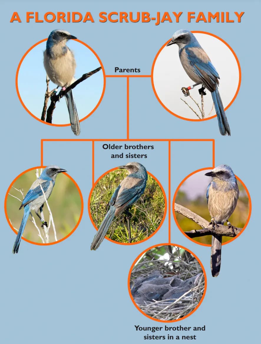 Florida Scrub-Jay Family Tree