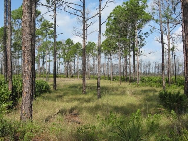 Pine flatwoods _week 281 article