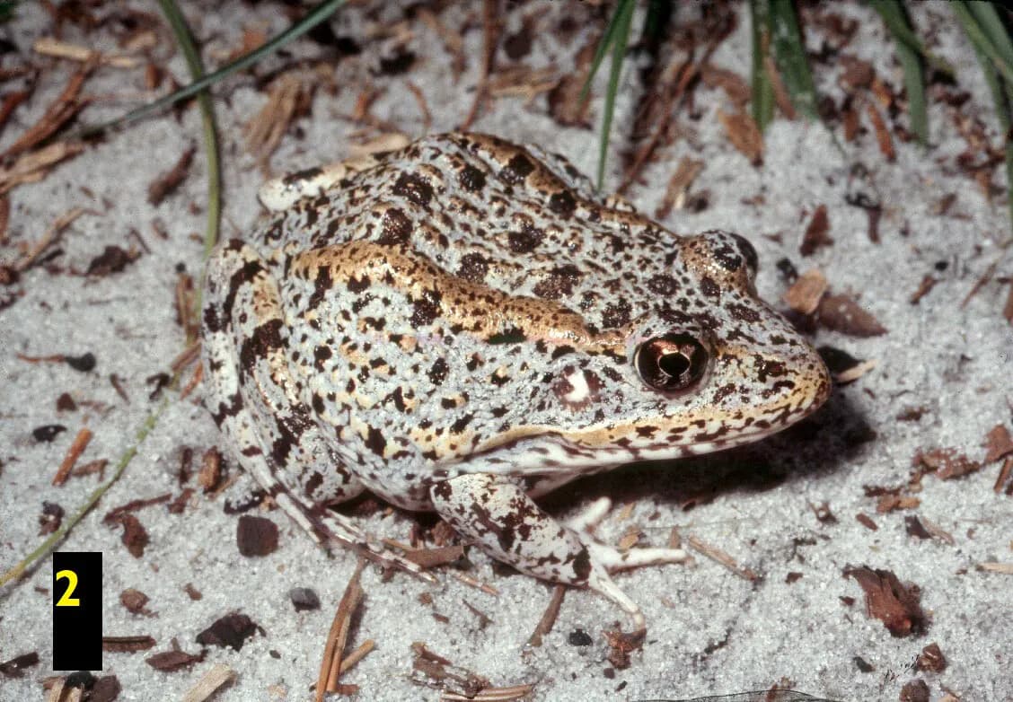 gopher frog jim layne