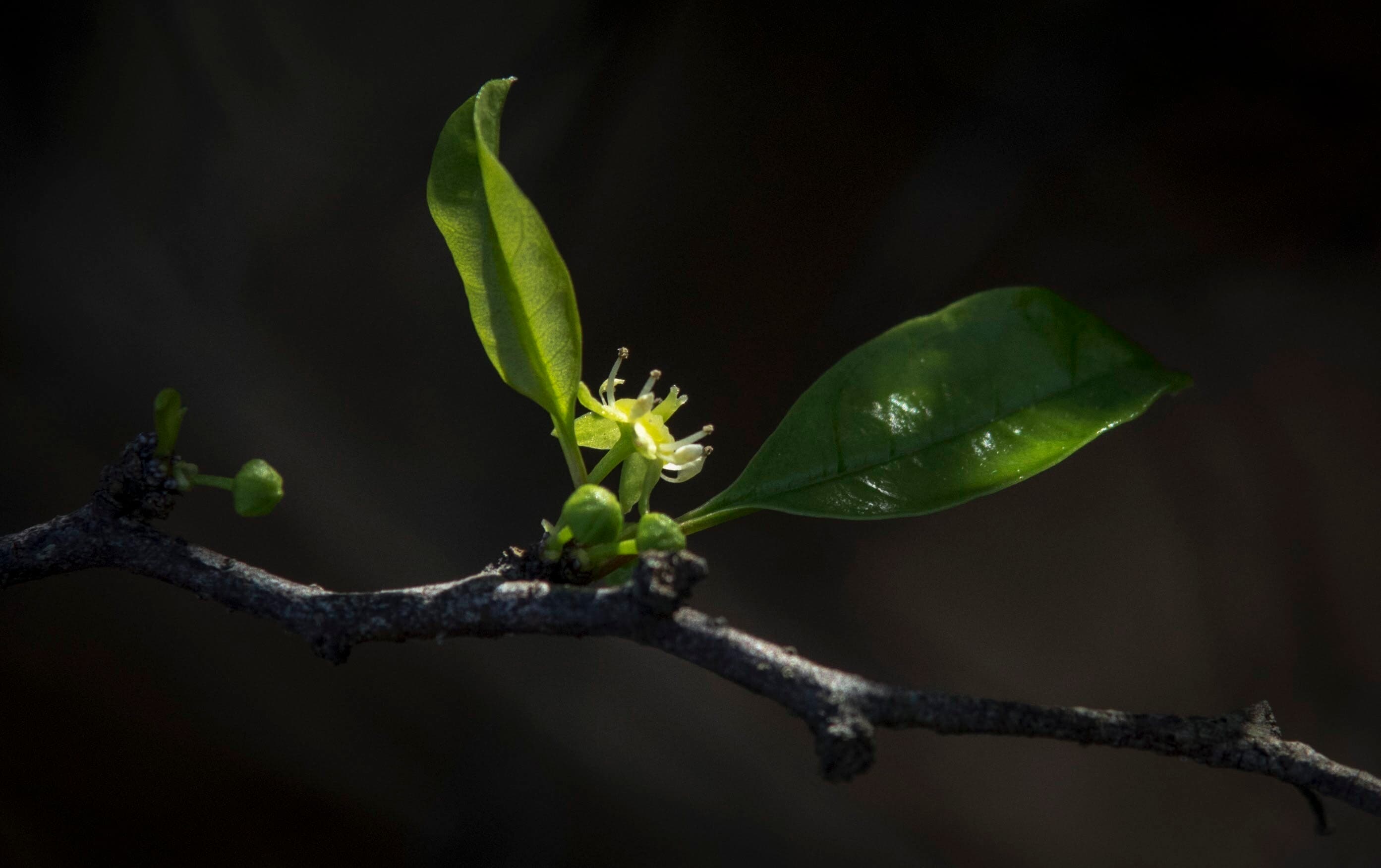 Saving a Spiny Scrub Shrub