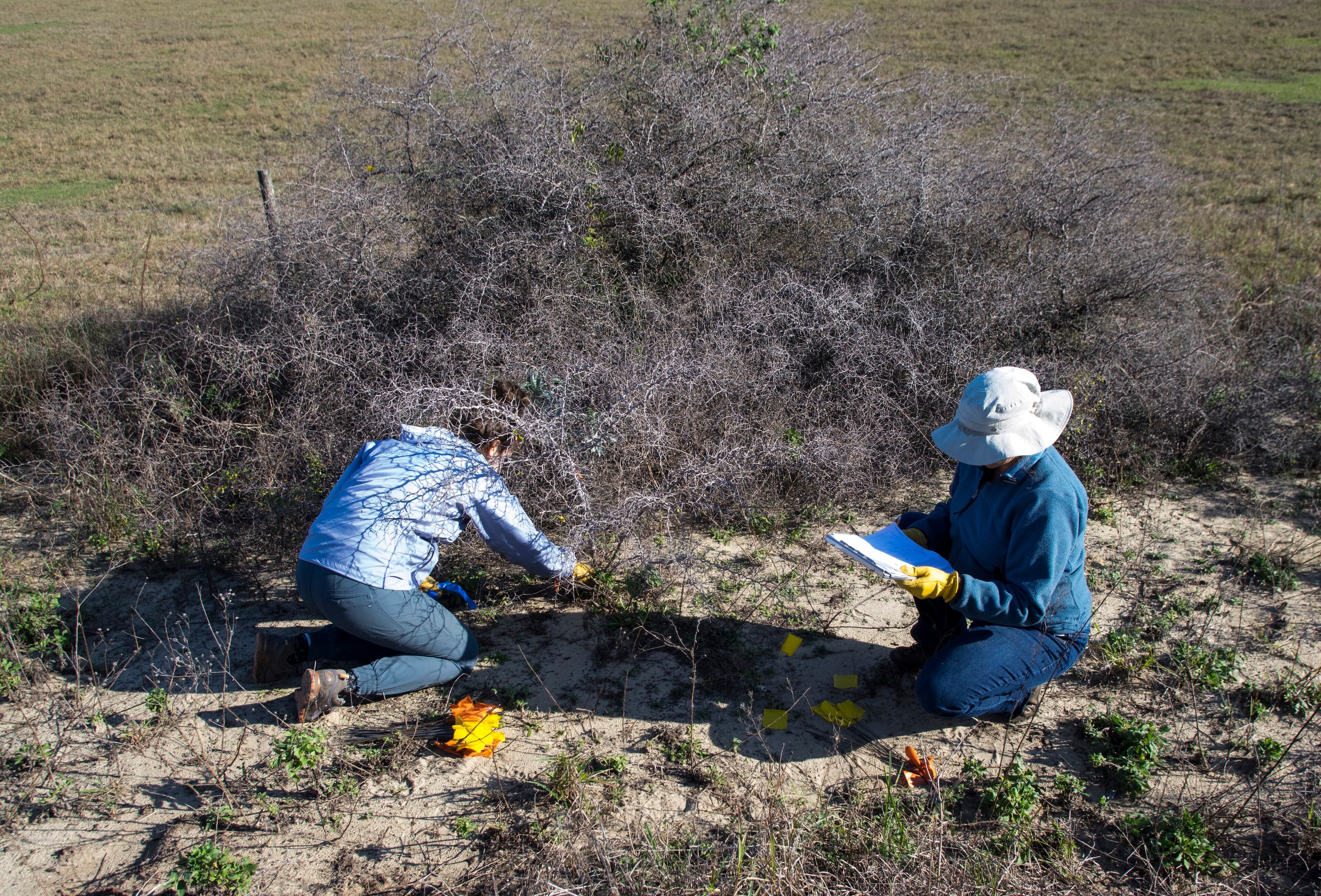 Saving a Spiny Scrub Shrub