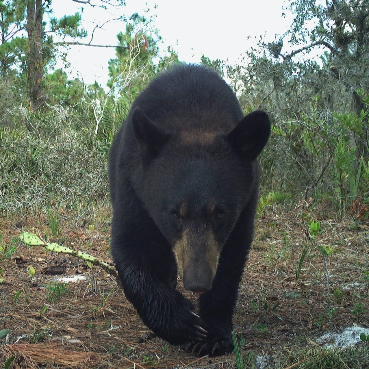 black bear corridor observatory
