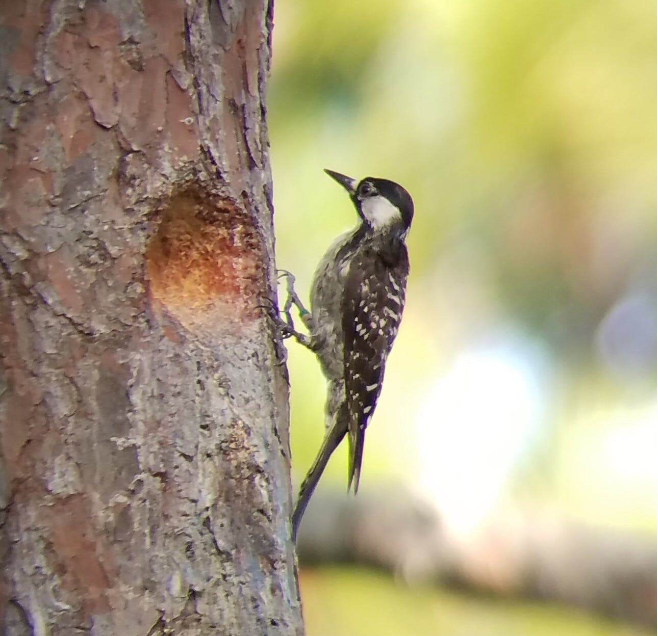 red cockaded woodpecker greg thompson